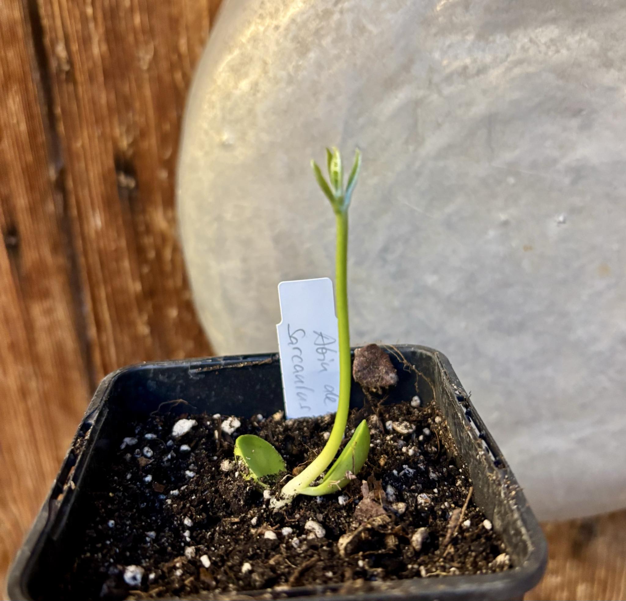 Abiu de Leite (Sarcaulus sp) - 1 small potted seedling / 1 kleiner, getopfter Sämling
