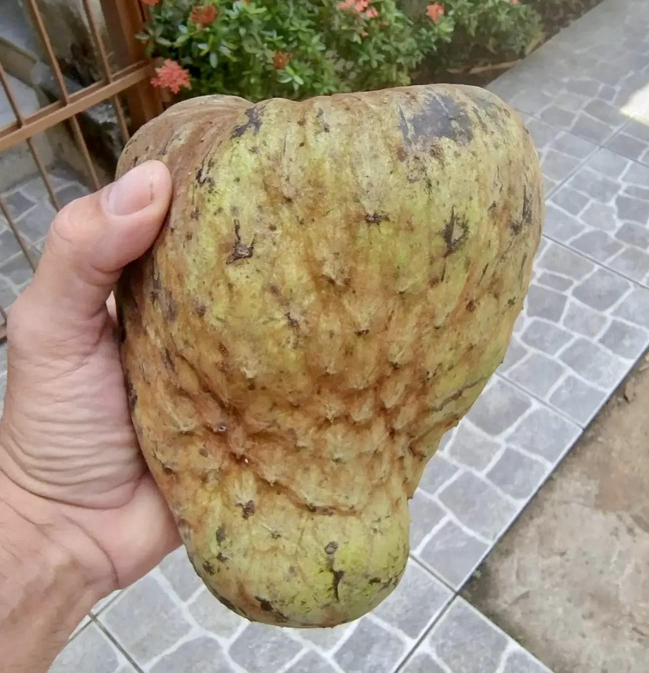 Annona coriacea - Araticum Liso - 1 fresh seed / 1 frischer Samen