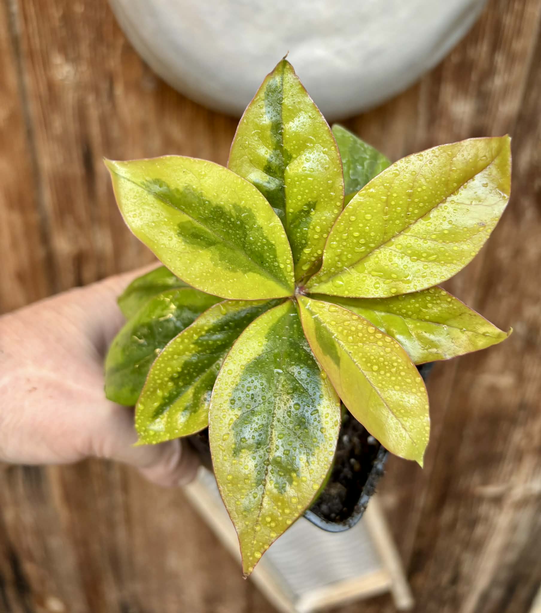Variegated Barbados Gooseberry - (Pereskia aculeata) - 1 potted plant / 1 getopfte Pflanze
