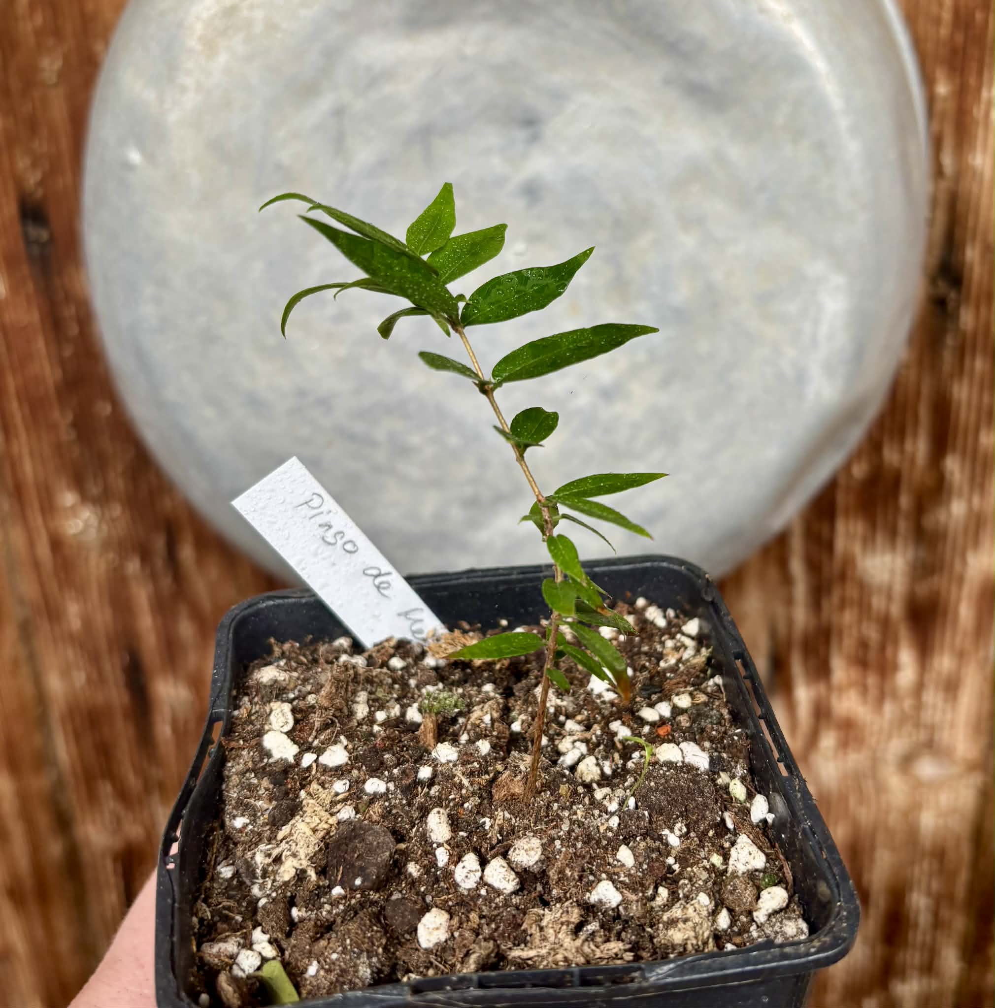 Jaboticaba - Plinia sp Pingo de Mel (Vilela A3) -  1 potted seedling / 1  getopfter Sämling