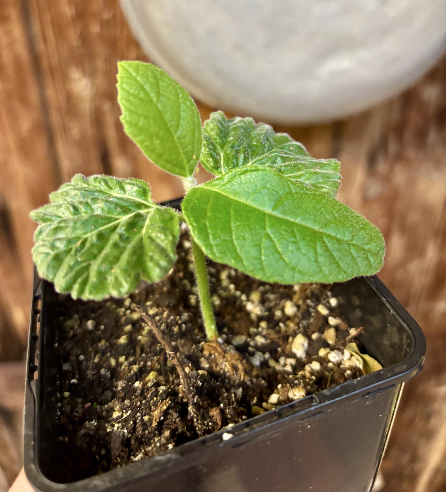 Zirikote (Cordia dodecandra) - 1 small potted seedling / 1 kleiner, getopfter Sämling Zirikote (Cordia dodecandra) - 1 small potted seedling / 1 kleiner, getopfter Sämling