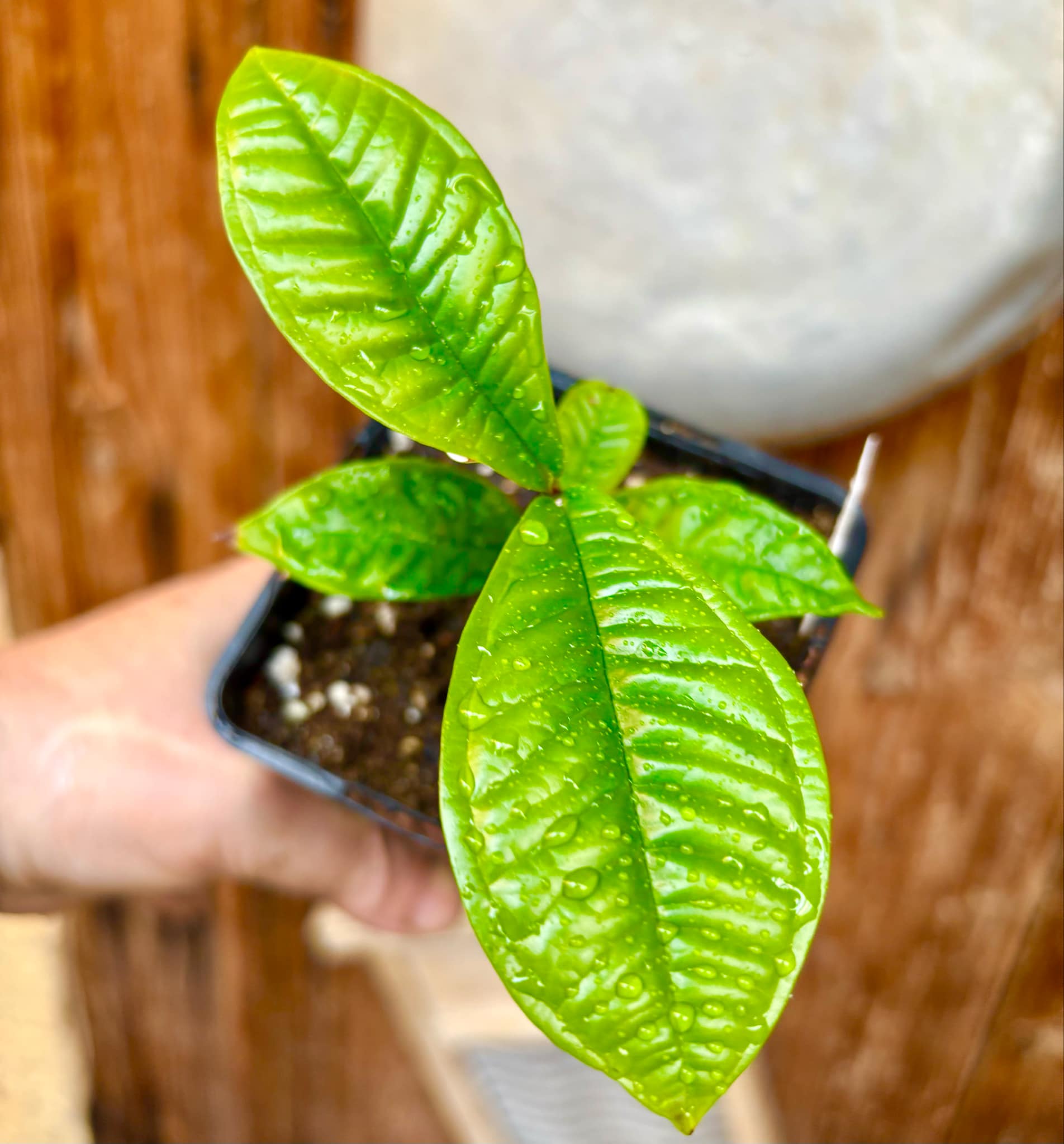 Gowok (Syzygium polycephalum) - 1 small potted seedling / 1 kleiner, getopfter Sämling