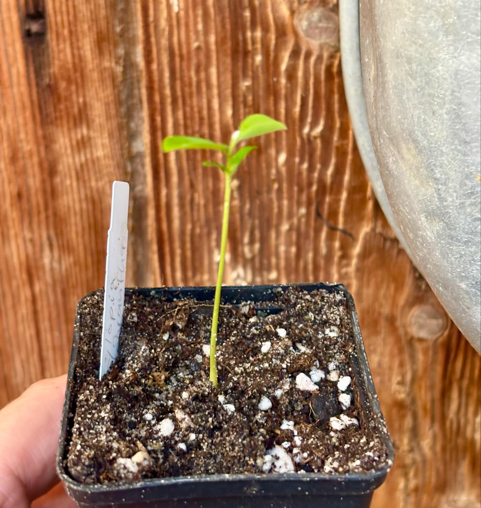 Xylopia ochrantha - 1 small potted seedling / 1 kleiner, getopfter Sämling
