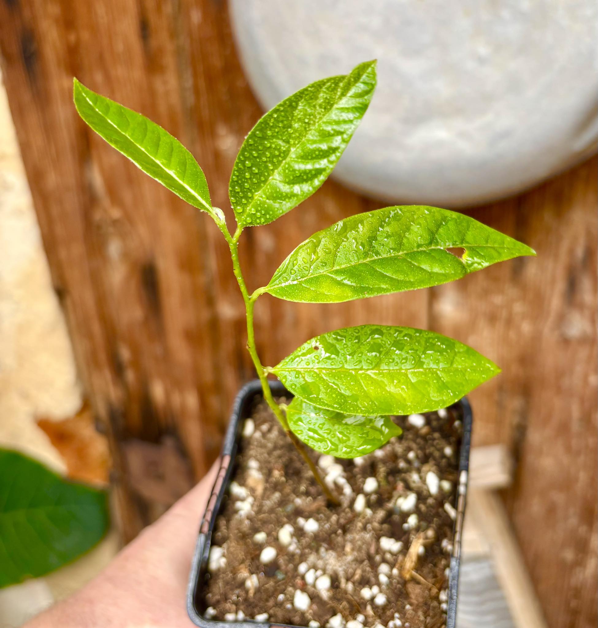 Annona reticulata big pink-red variety - 1 potted plant / 1 getopfte Pflanze