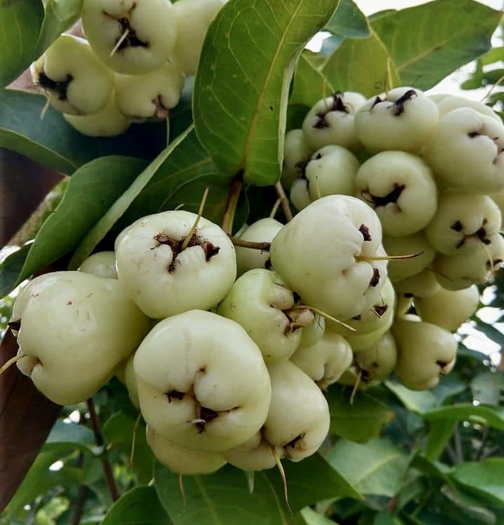 Syzygium aqueum - Water Apple - 1 rooted cutting - 1 bewurzelter Steckling