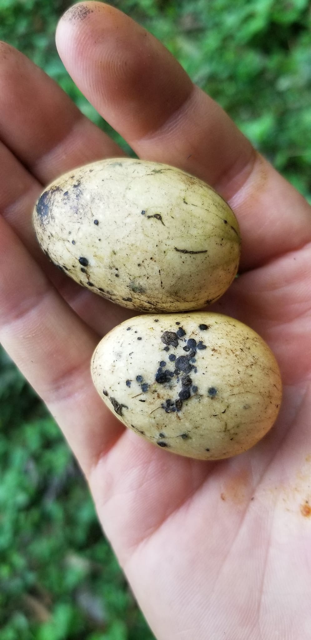 Annona quinduensis  - 1 potted plant / 1 getopfte Pflanze