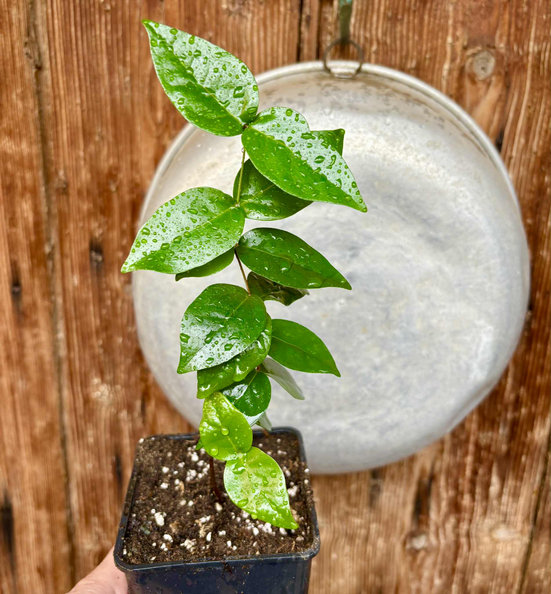 Eugenia uniflora var. red  - cultivated variety / 1 potted plant / 1 getopfte Pflanze