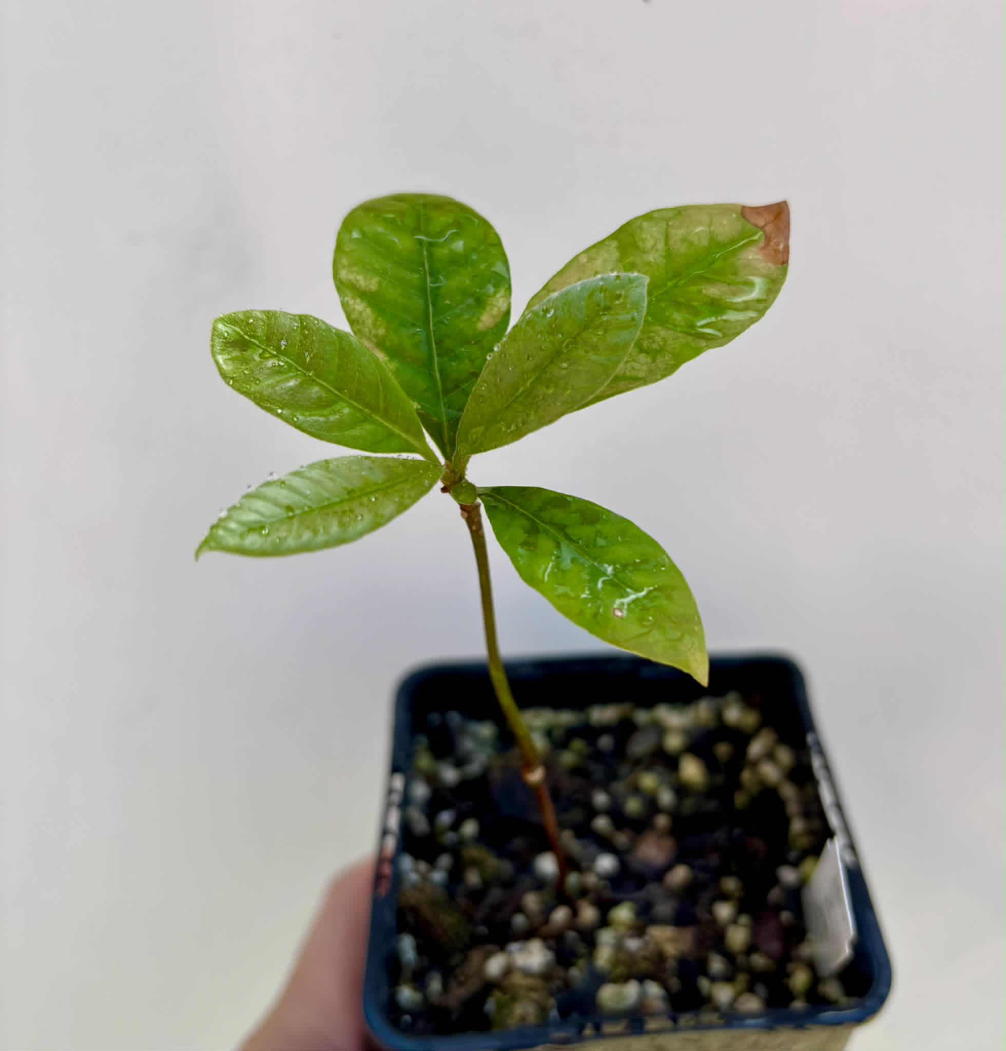 Pouteria sp Calice de Flor  -  1 potted seedling / 1 getopfter Sämling