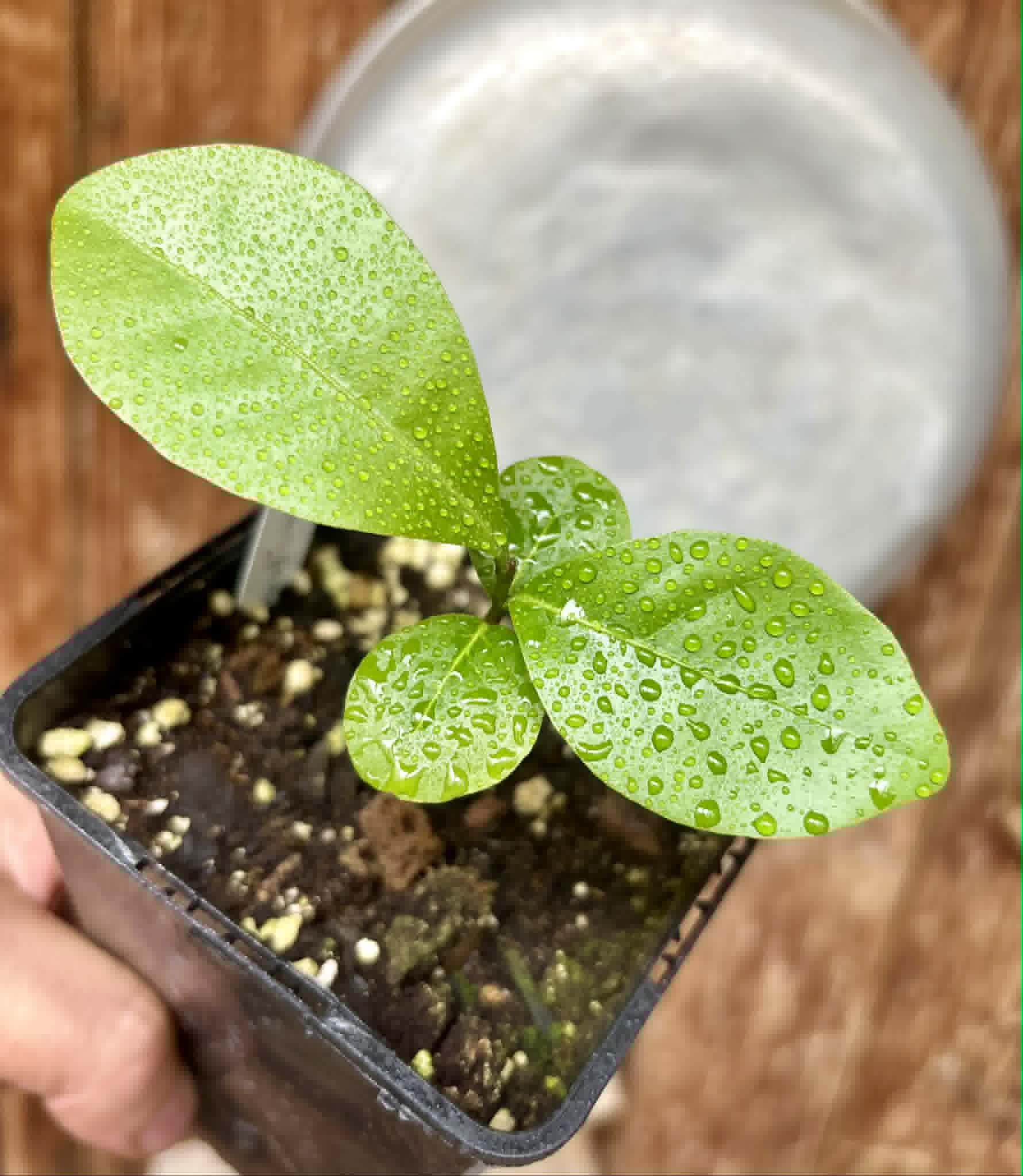 Glycosmis pentaphylla - Orangeberry -  1 potted seedling / 1 getopfter Sämling