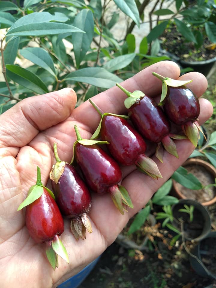 Eugenia involucrata var. Scarlet - 1 potted plant / 1 getopfte Pflanze