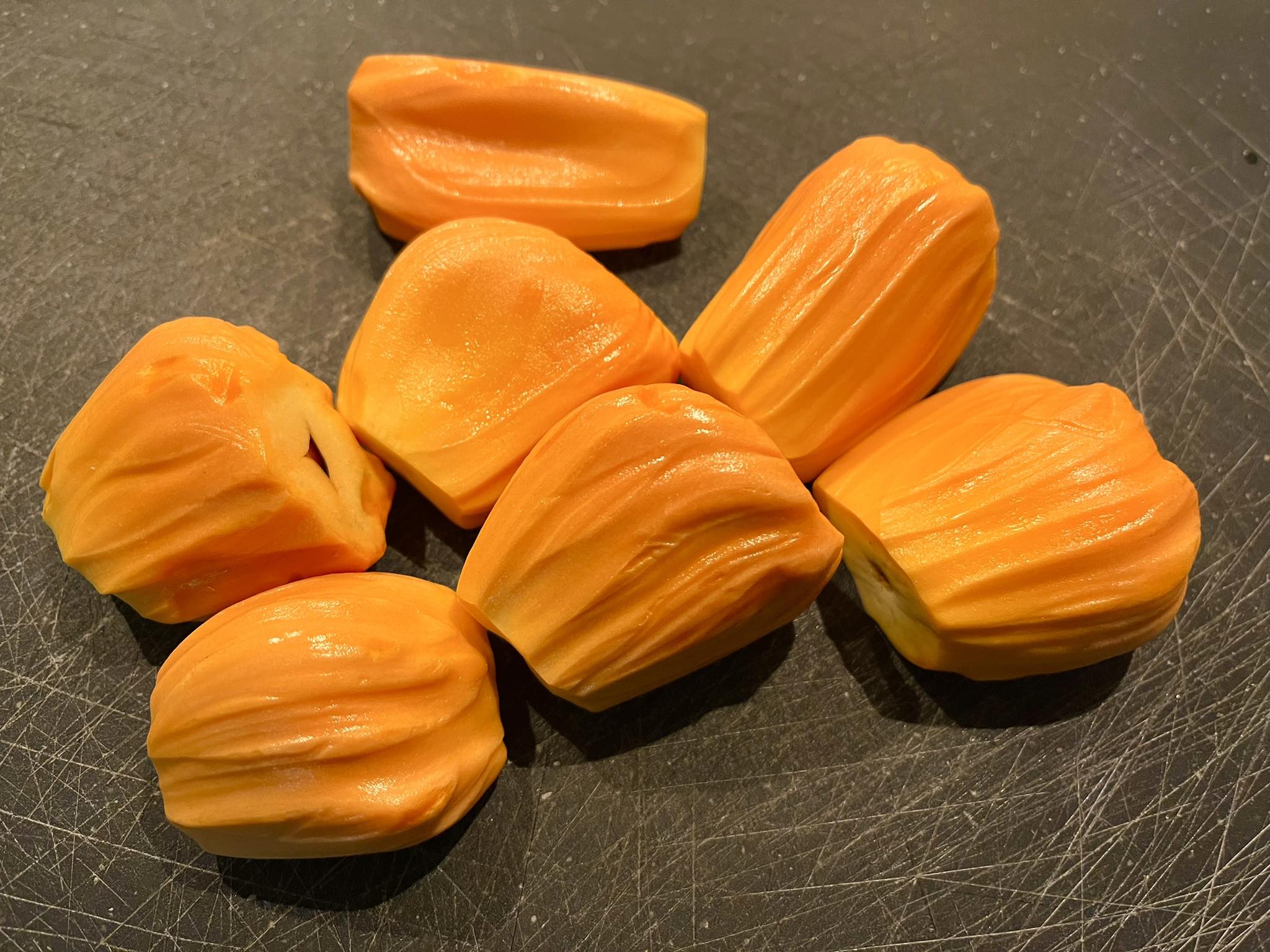 Red Jackfruit (Artocarpus heterophyllus) 1 germinated seed, 1 gekeimter Samen