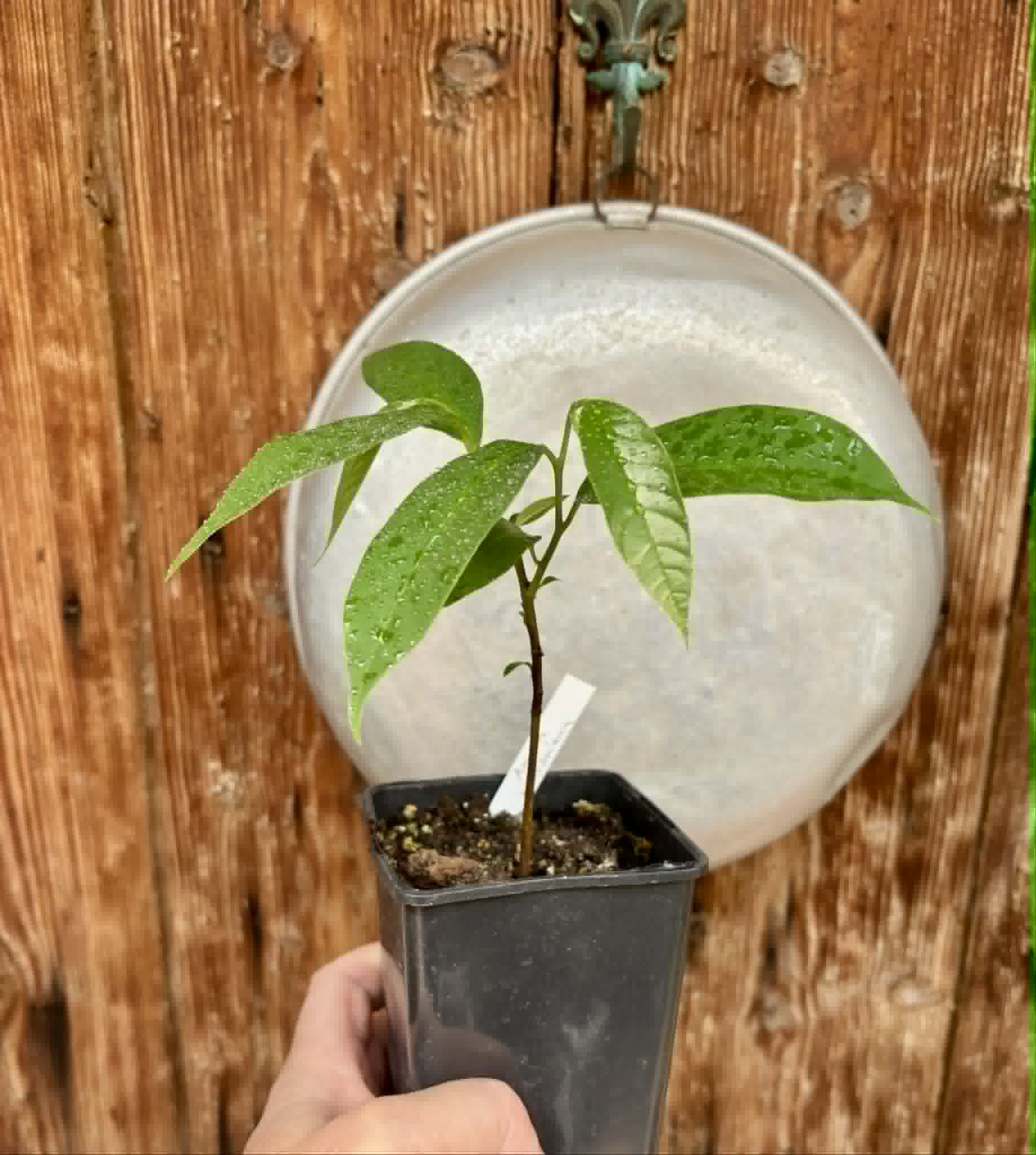 Annona rensoniana  - 1 potted seedling / 1 getopfter Sämling