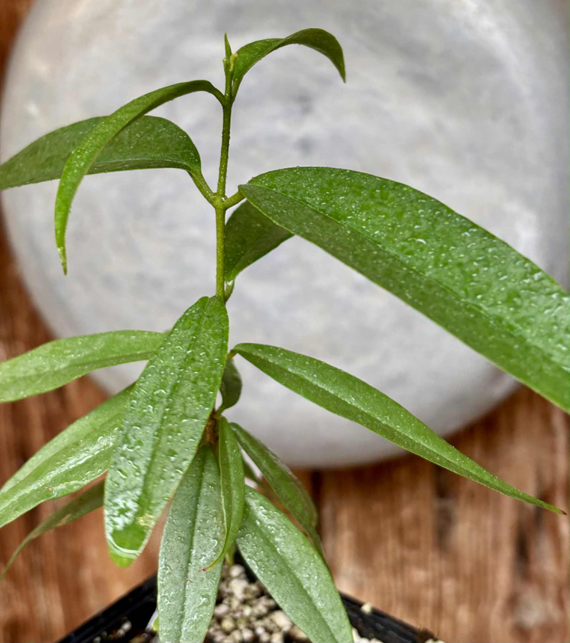 Eugenia bahiensis var. Sementes pintada  - 1 potted plant / 1 getopfte Pflanze