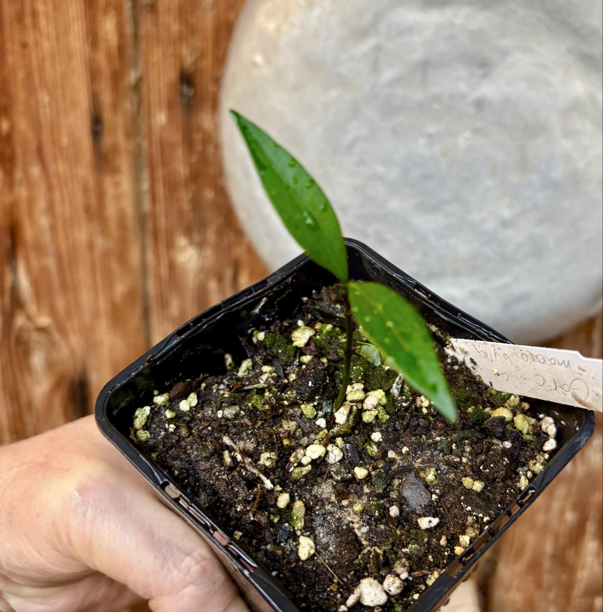 Garcinia macrophylla - 1 potted seedling / 1 getopfter Sämling