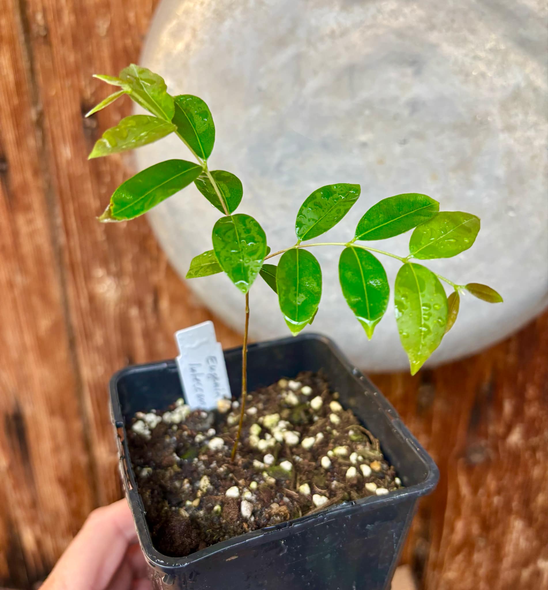 Uvaia do Campo - Eugenia lutescens -  1 small potted seedling / 1 kleiner, getopfter Sämling