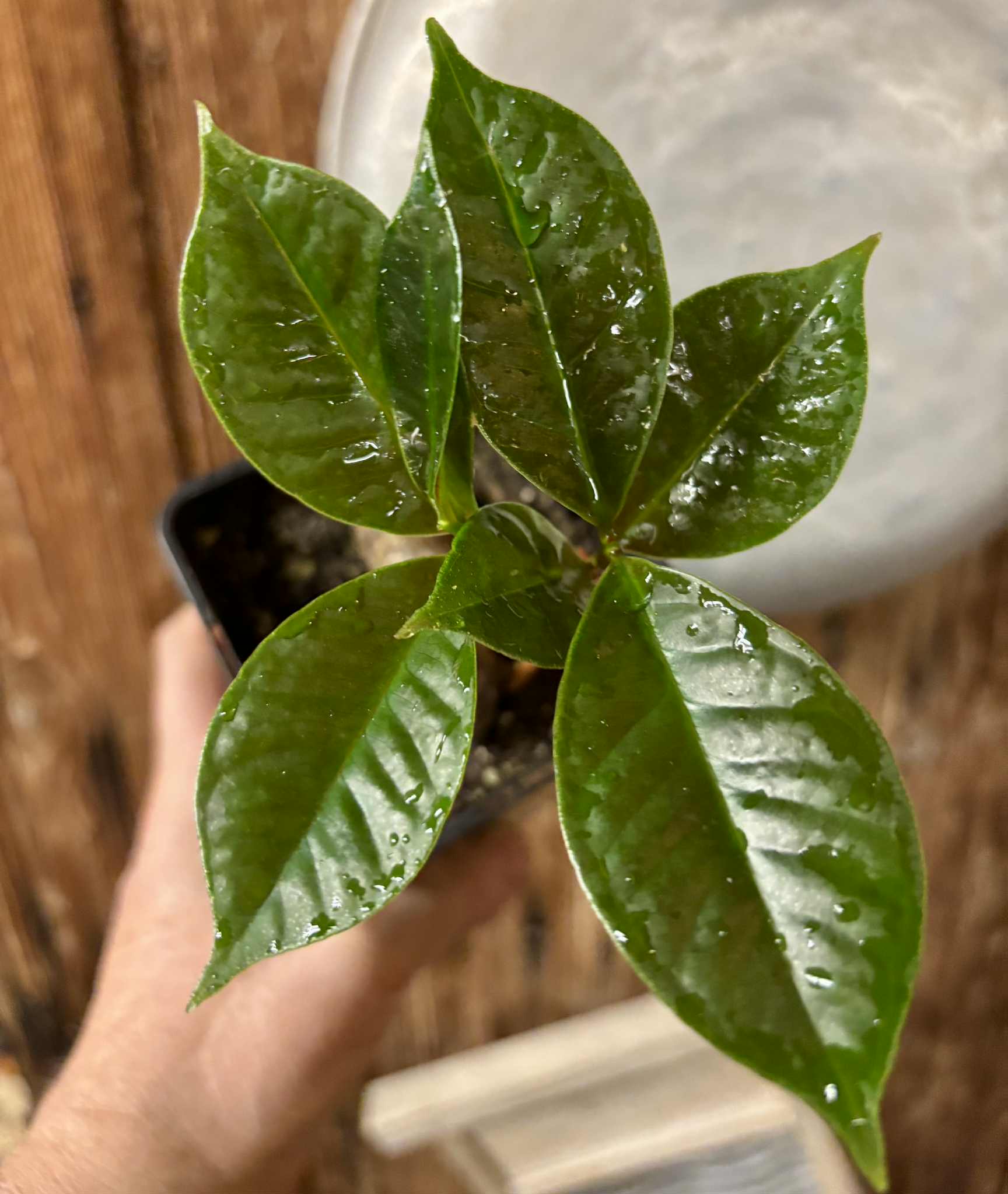 2 shots - Eugenia sp Terebinthina - 1 potted seedling / 1 getopfter Sämling