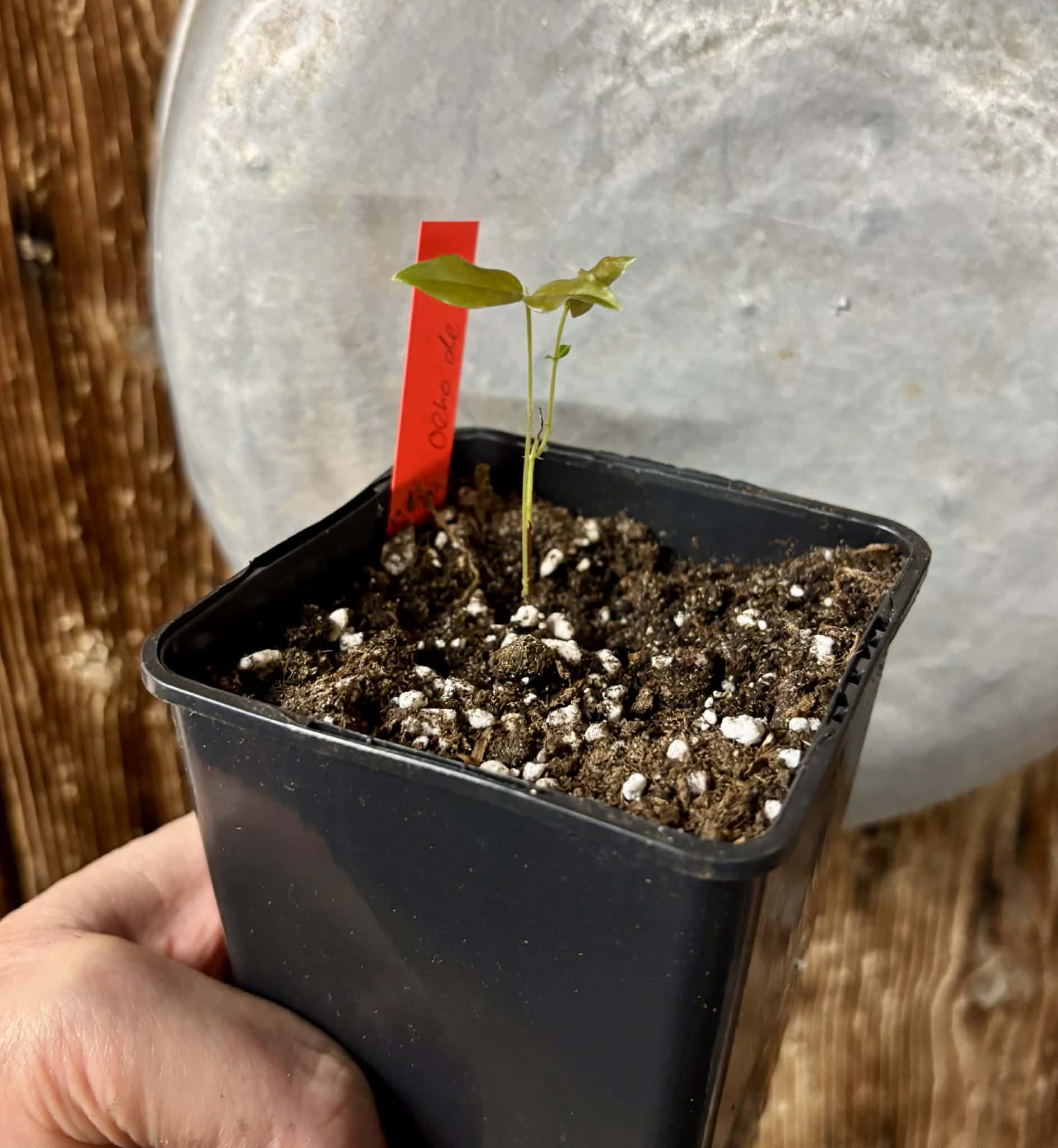 Plinia coronata var. Olho de Boi Seleção - 1 potted seedling / 1 getopfter Sämling