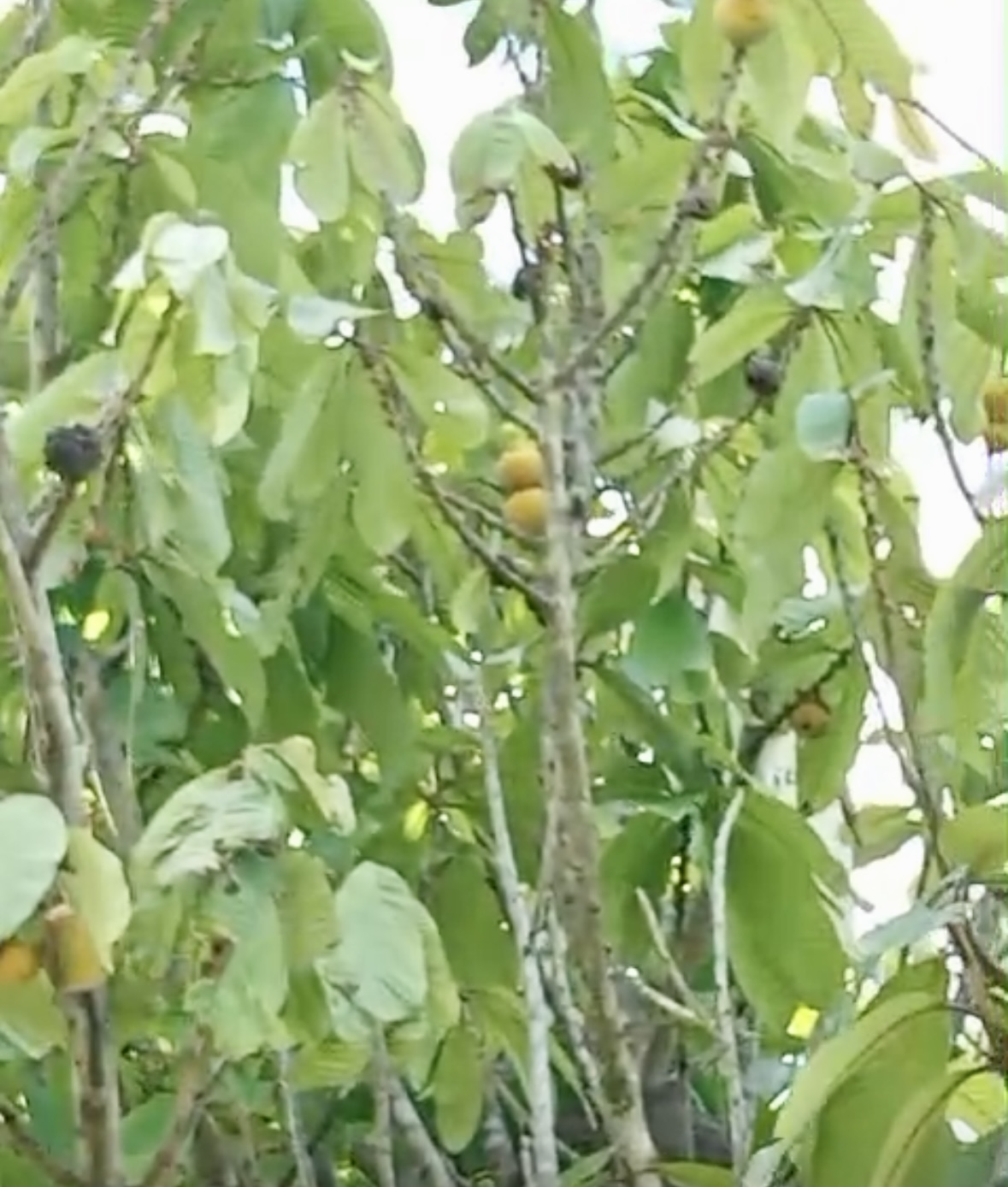 Ecclinusa sp Doce - 1 fresh seed / 1 frischer Samen