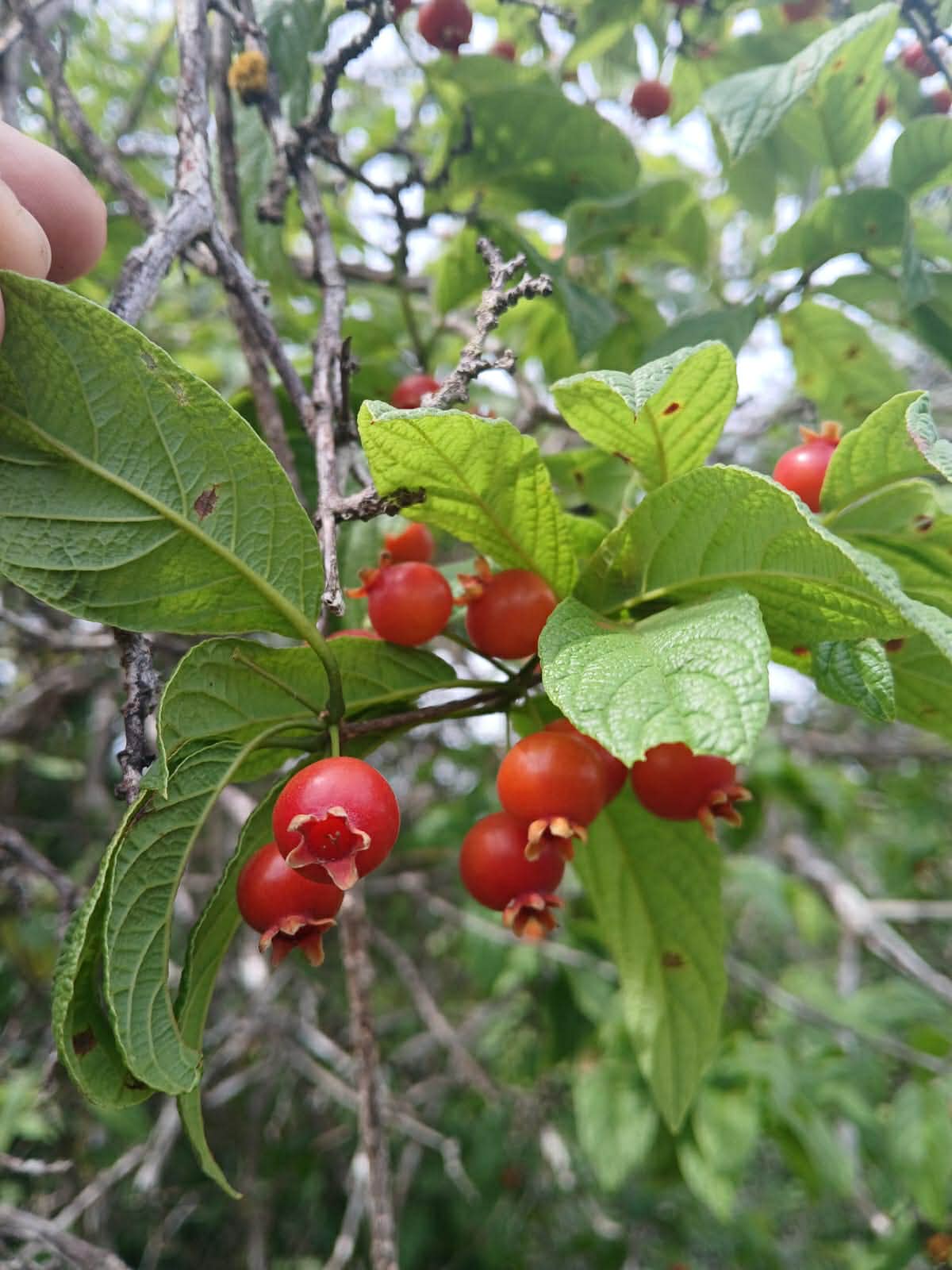 pre Order - Campomanesia aromatica var. Red - 1 fresh seed / 1 frischer Samen