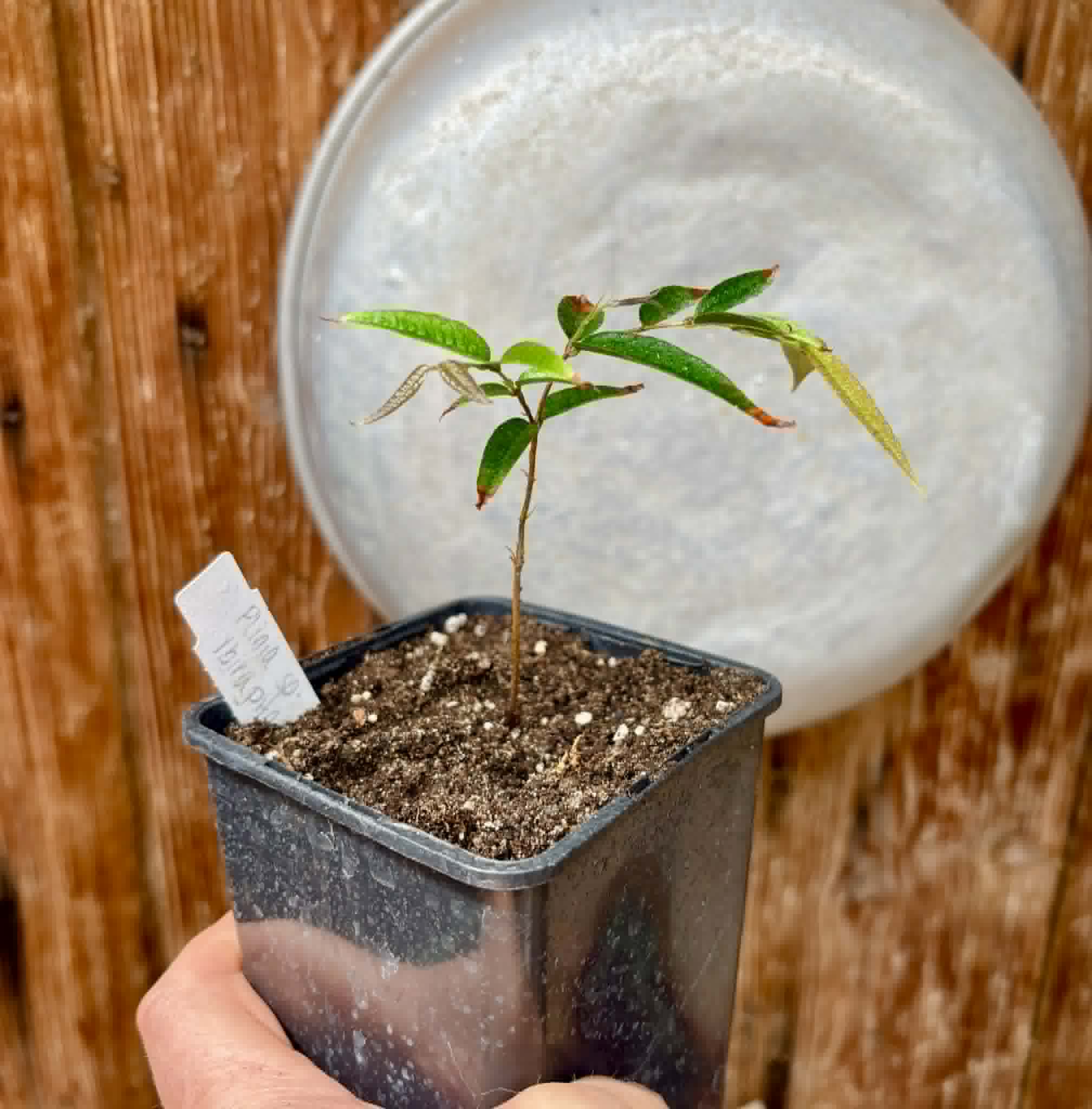 Plinia sp Ibirapitanga -  1 potted seedling / 1 getopfter Sämling