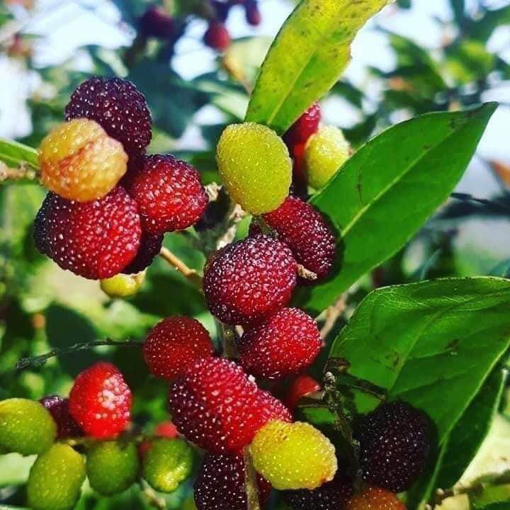 Kafal (Myrica esculenta) - seeds / Samen