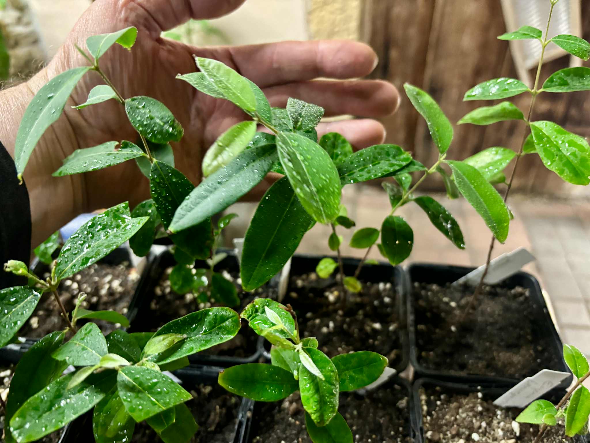 Uvaia do Visconde (Eugenia beaurepairiana) - potted seedling / 1 getopfter Sämling