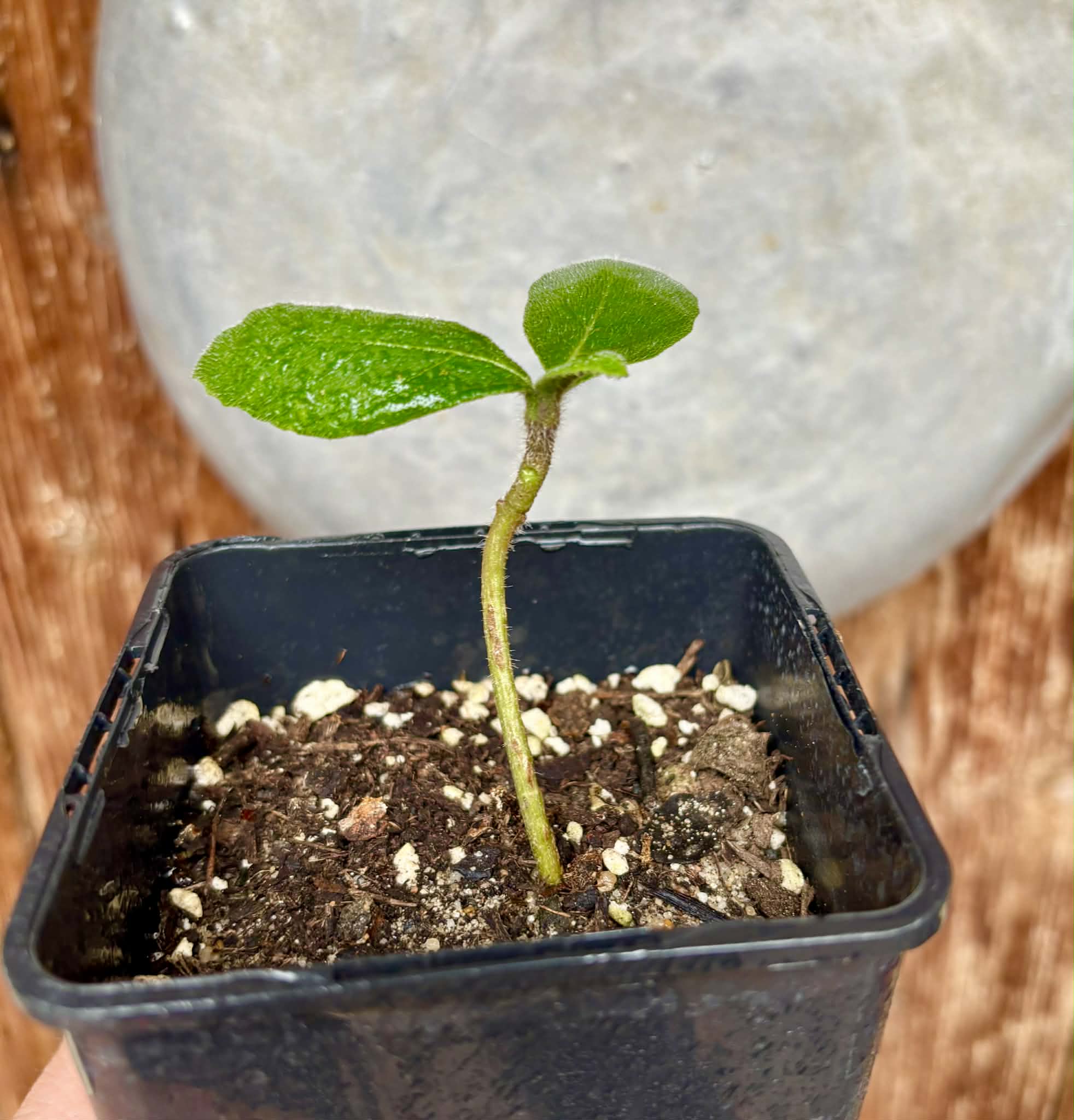 Zirikote (Cordia dodecandra) - 1 potted seedling / 1 getopfter Sämling
