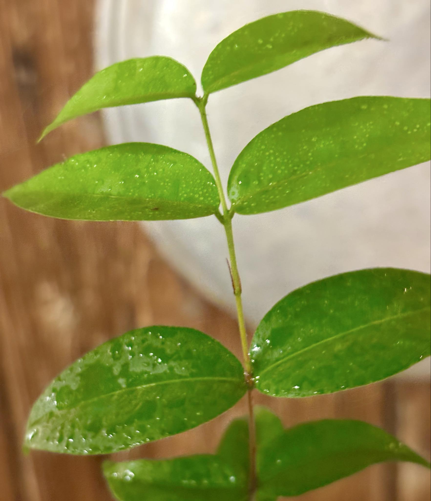 Neomitranthes obscura - 1 potted seedling/ 1 getopfter Sämling