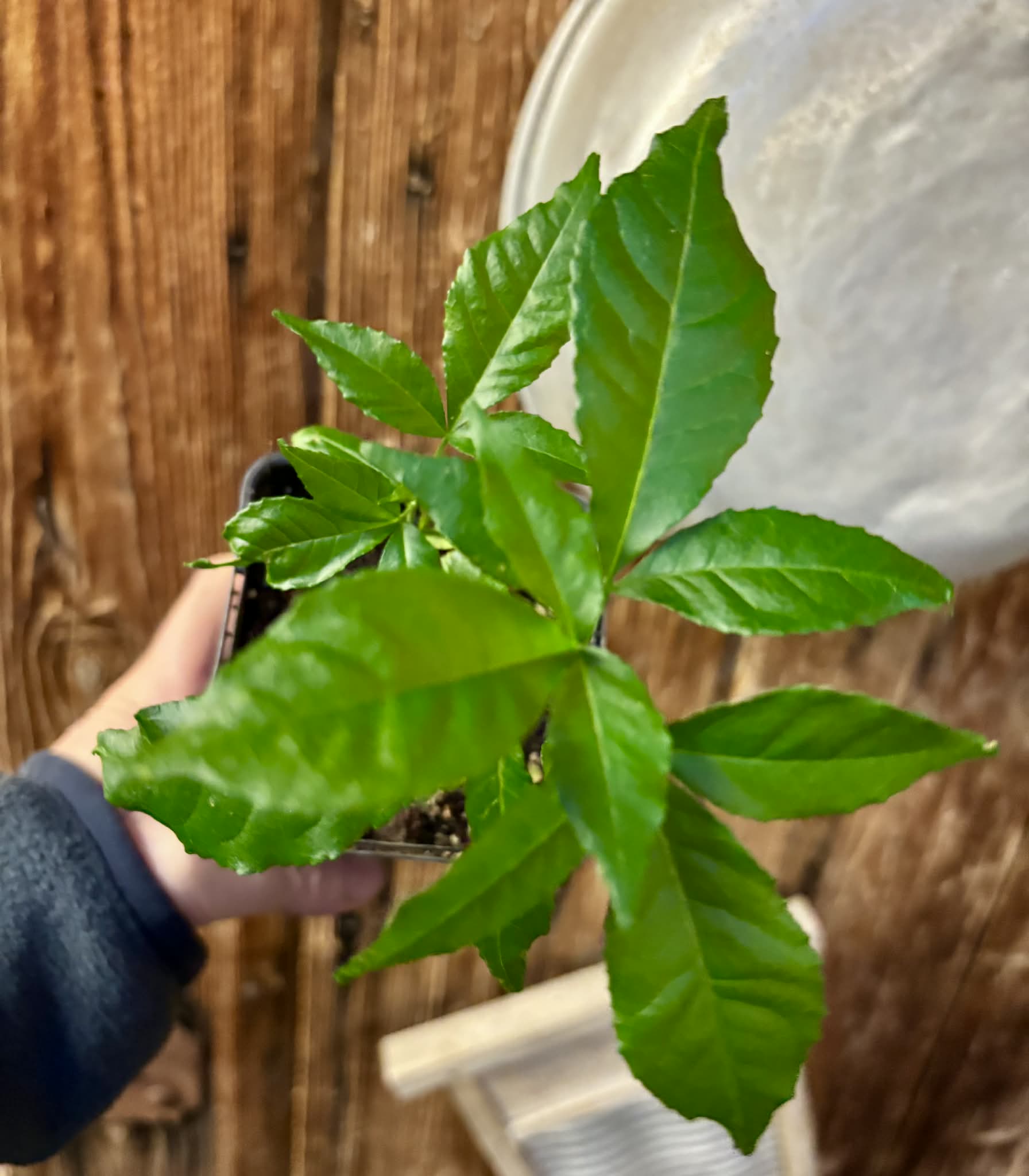 two in 1 pot - White Sapote var PIKE (Casimiroa edulis) - 1 potted seedling - 1 getopfter Sämling 