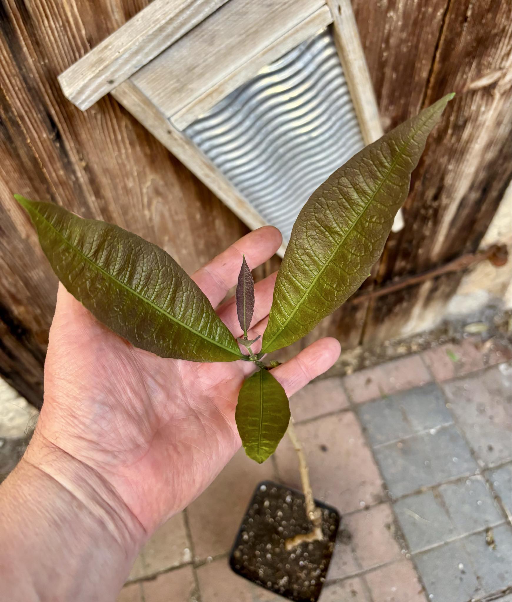 Sandpaper Vine (Petrea volubilis)  - 1 potted plant / 1 getopfte Pflanze