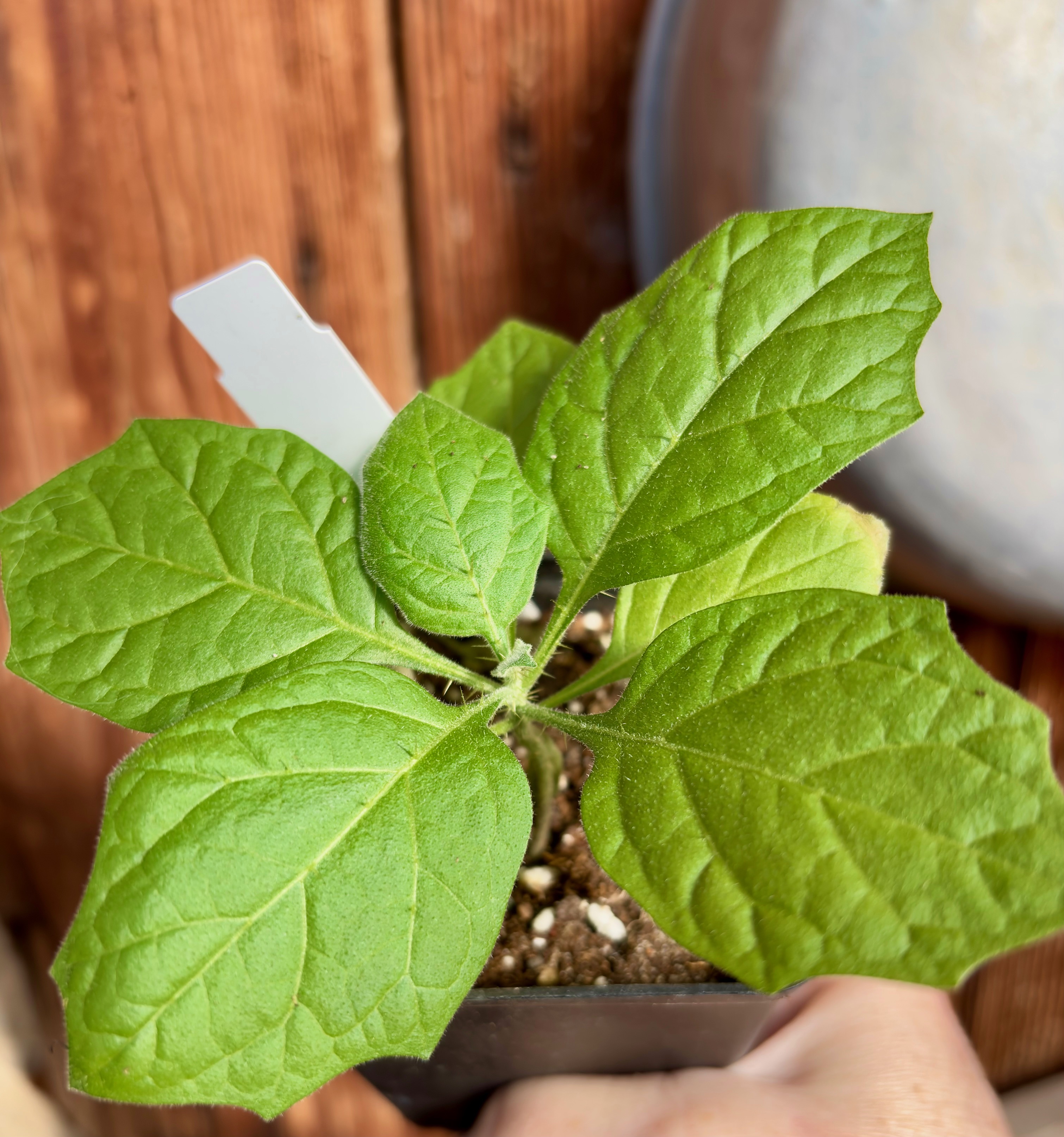 Juã-Açu - Solanum oocarpum  - 1 small potted plant / 1 kleine getopfte Pflanze 