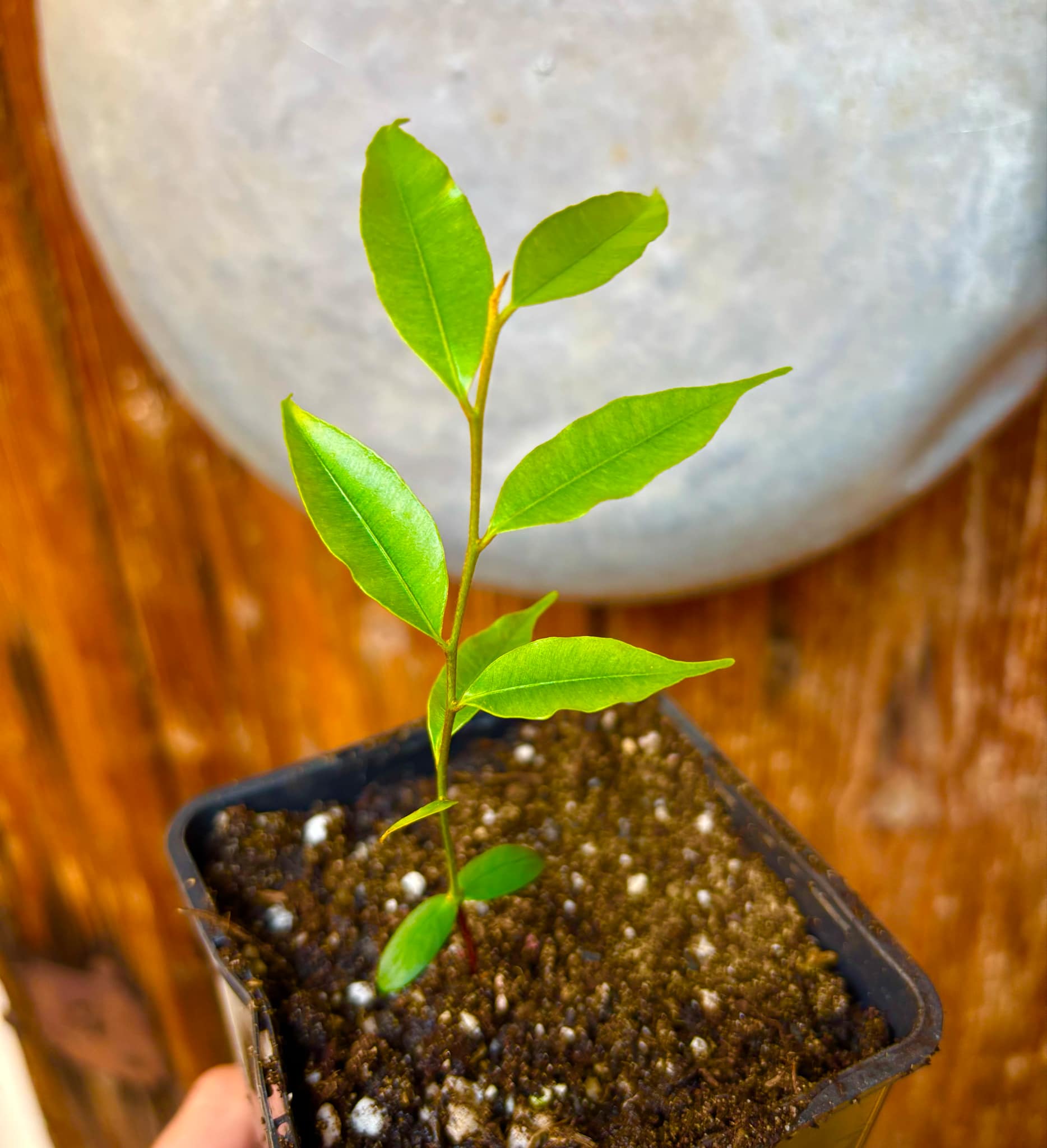 Abiuzinho - Micropholis venulosa  -  1 small potted seedling / 1 kleiner , getopfter Sämling