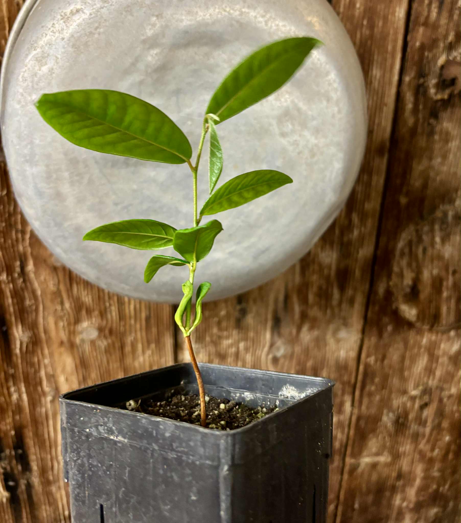 Chrysophyllum januariense  -  1 potted seedling / 1 getopfter Sämling