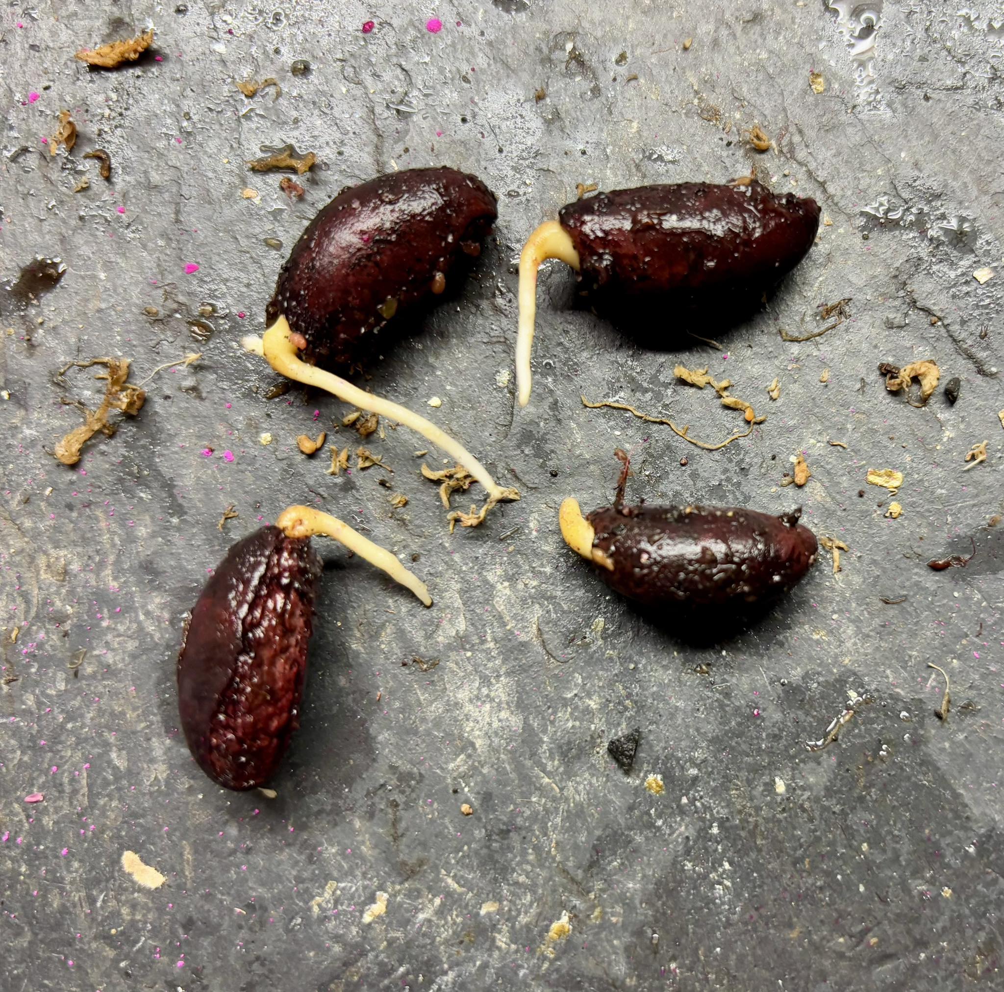 Pouteria beaurepairei  -  1 germinated seed / 1 gekeimter Samen