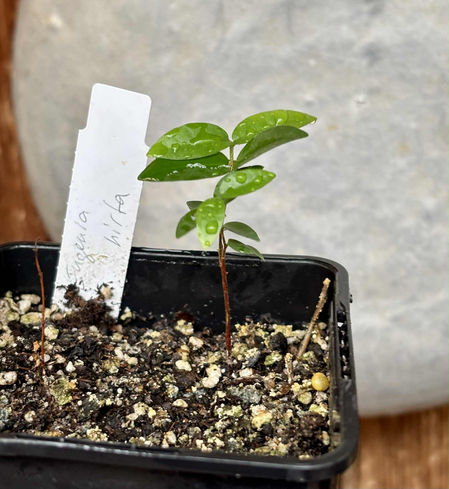 Eugenia hirta - 1 potted seedling/ 1 getopfter Sämling