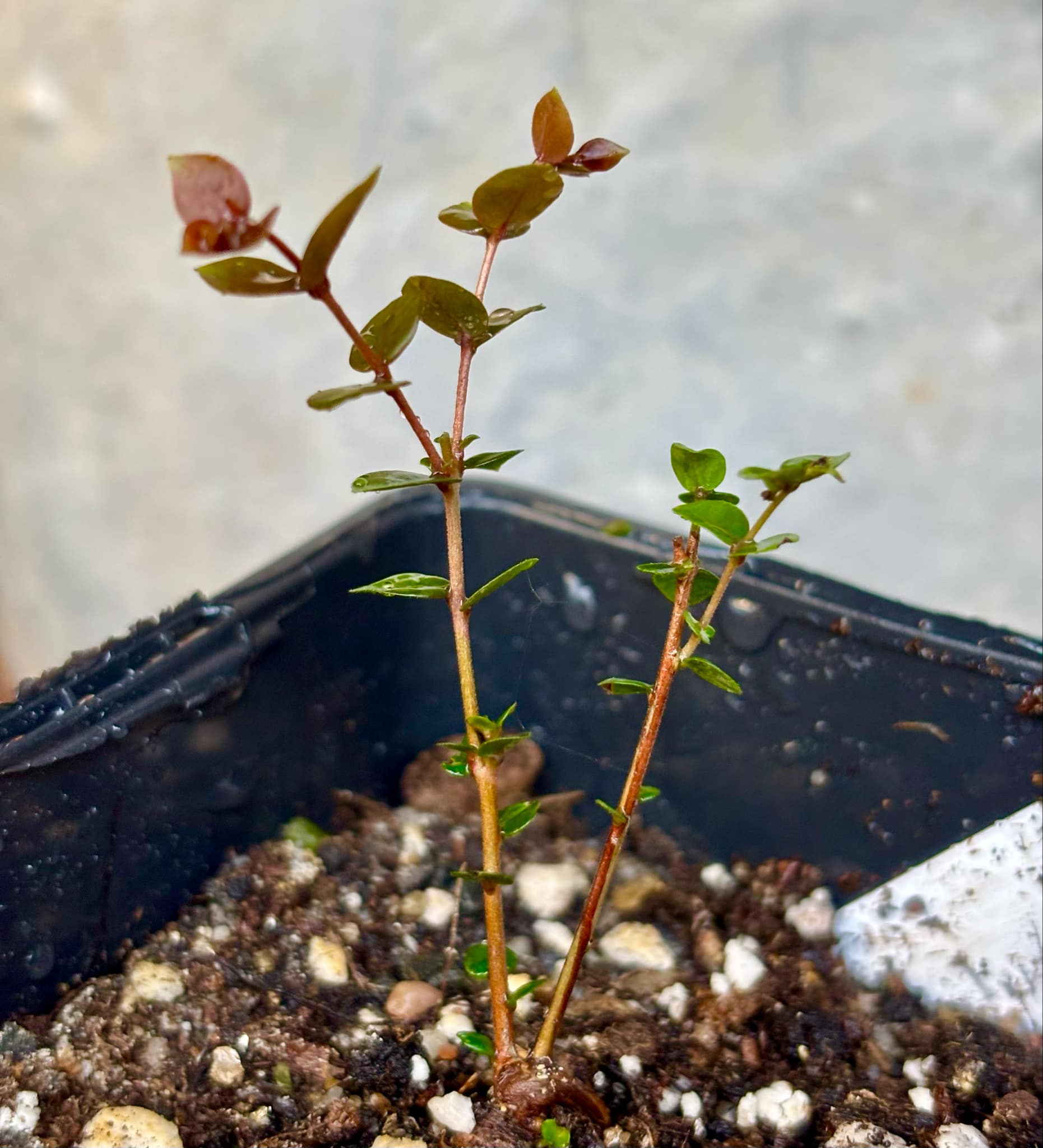 Eugenia pyriformis var Eldorado - Uvaia Doce - 1 small potted seedling / 1 kleiner, getopfter Sämling