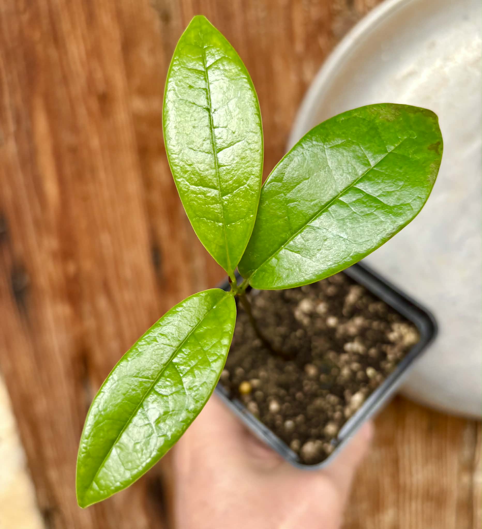 the best Annona - Annona salzmannii - 1 potted seedling / 1 getopfter Sämling