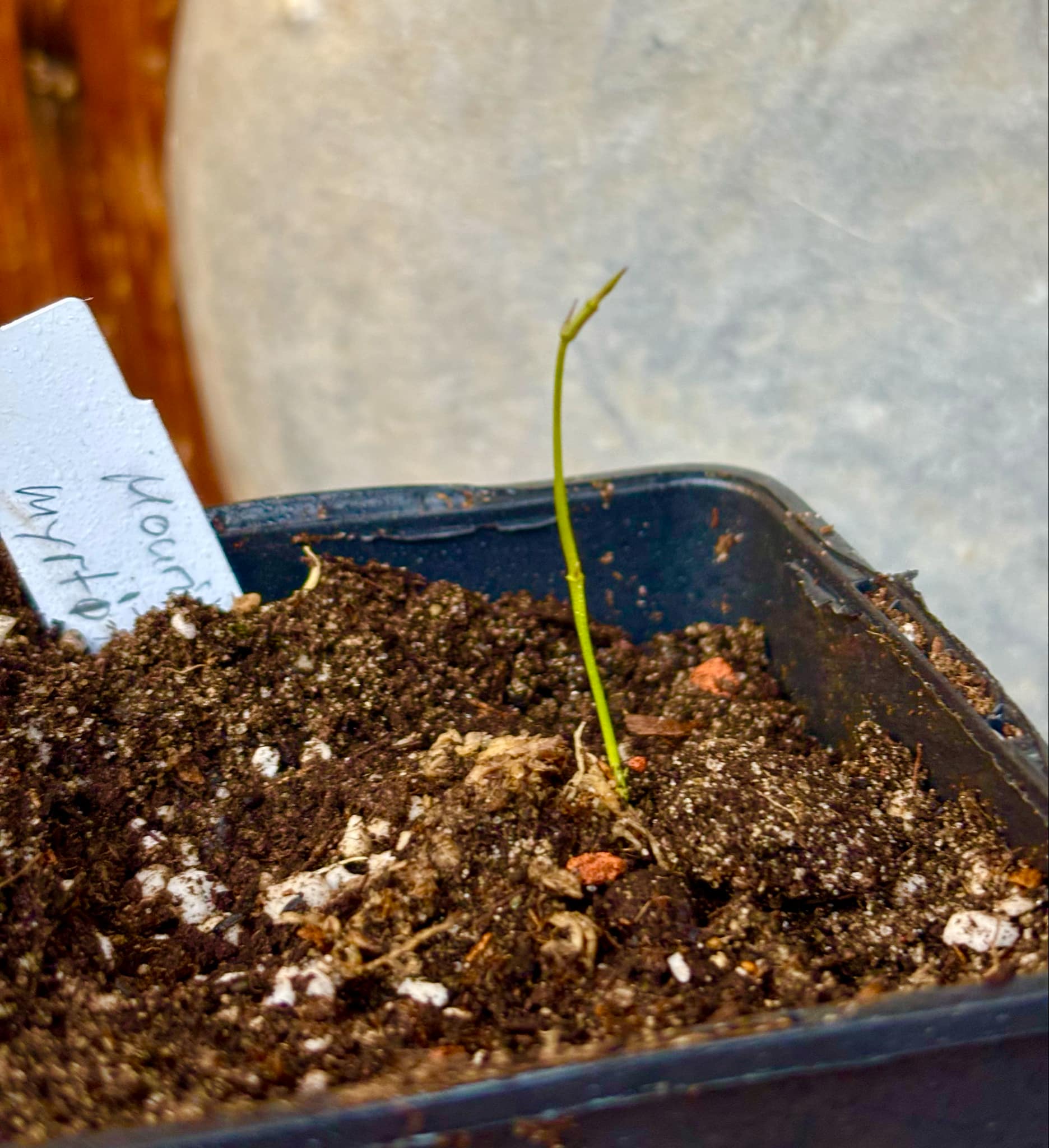 Mouriri myrtilloides - 1 just potted seedling / 1 frisch getopfter Sämling