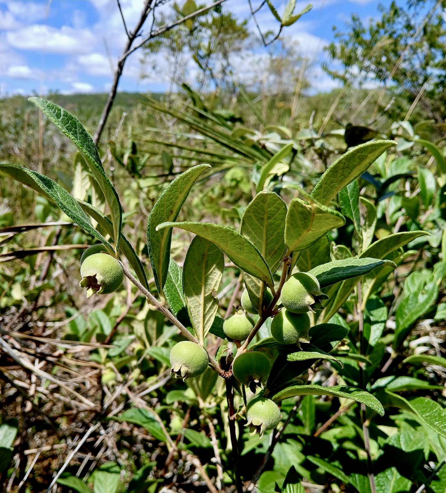 Campomanesia sessiliflora var. Bullata -  1 fresh seed / 1 frischer Samen
