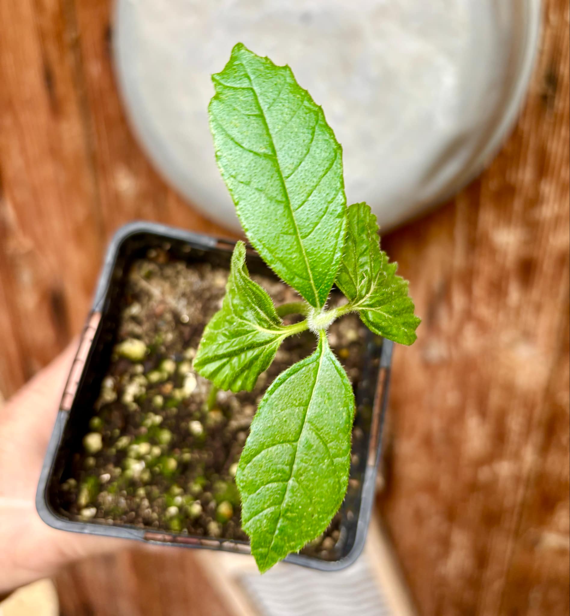 Zirikote (Cordia dodecandra) - 1 small potted seedling / 1 kleiner, getopfter Sämling