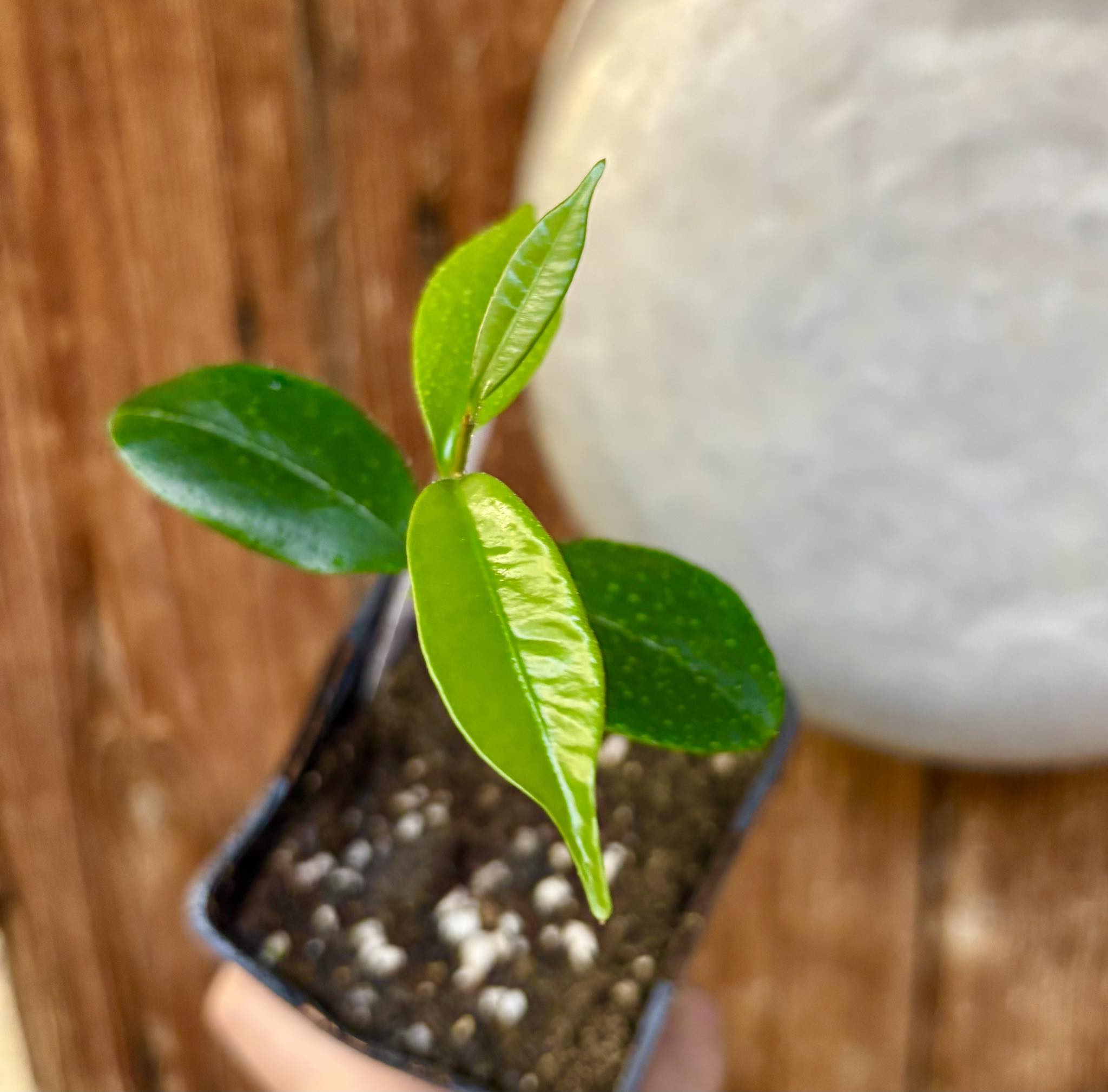 Diploon cuspidatum  -  1 small potted seedling / 1 kleiner, getopfter Sämling