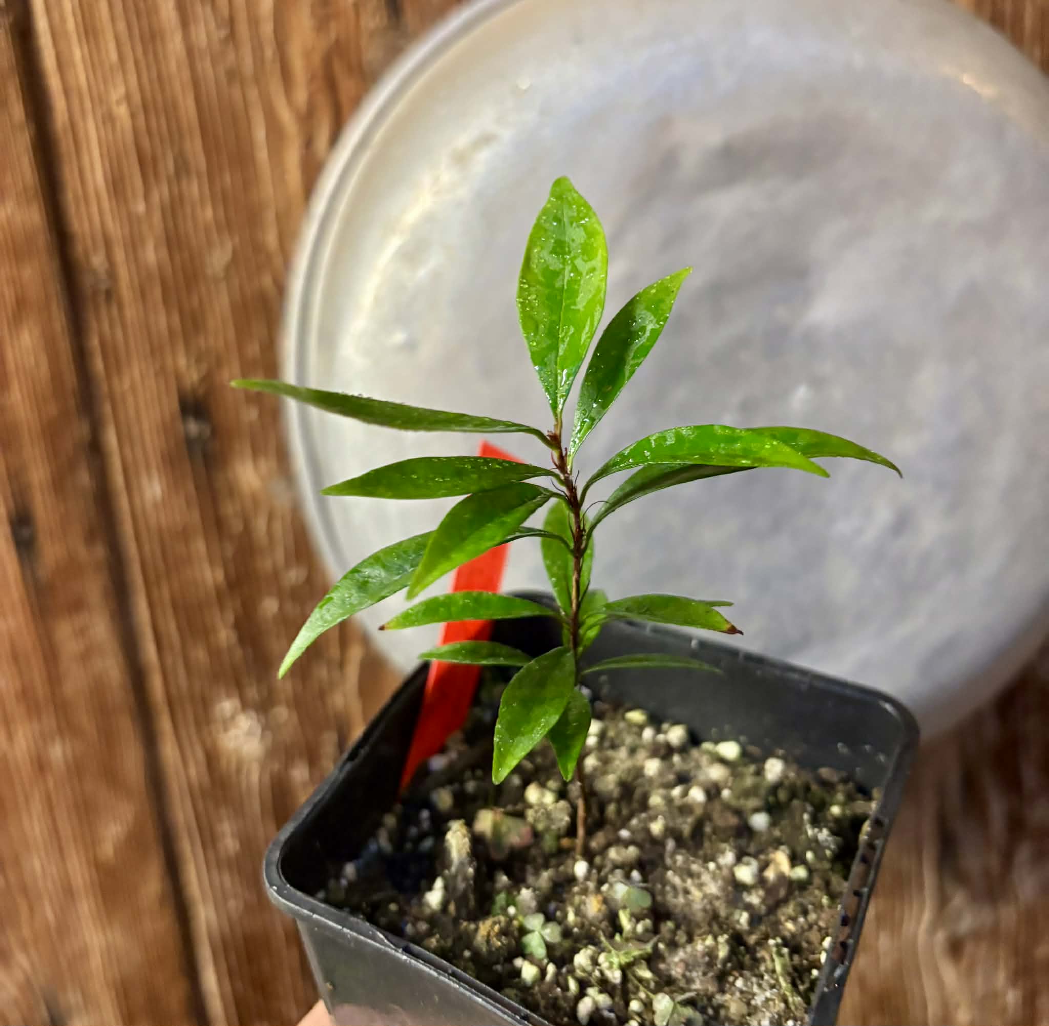 Eugenia sp Itacare vermelha -  1 potted seedling / 1 getopfter Sämling