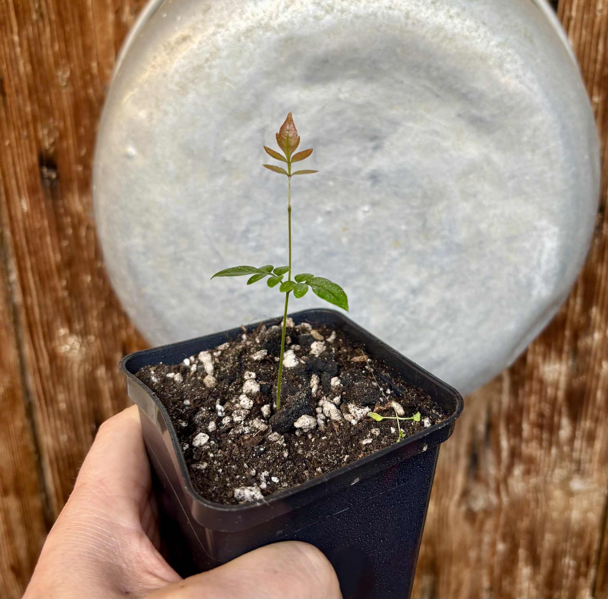 Guaraná-Samambaia (Paullinia rhomboidea) - 1 potted seedling / 1 getopfter Sämling