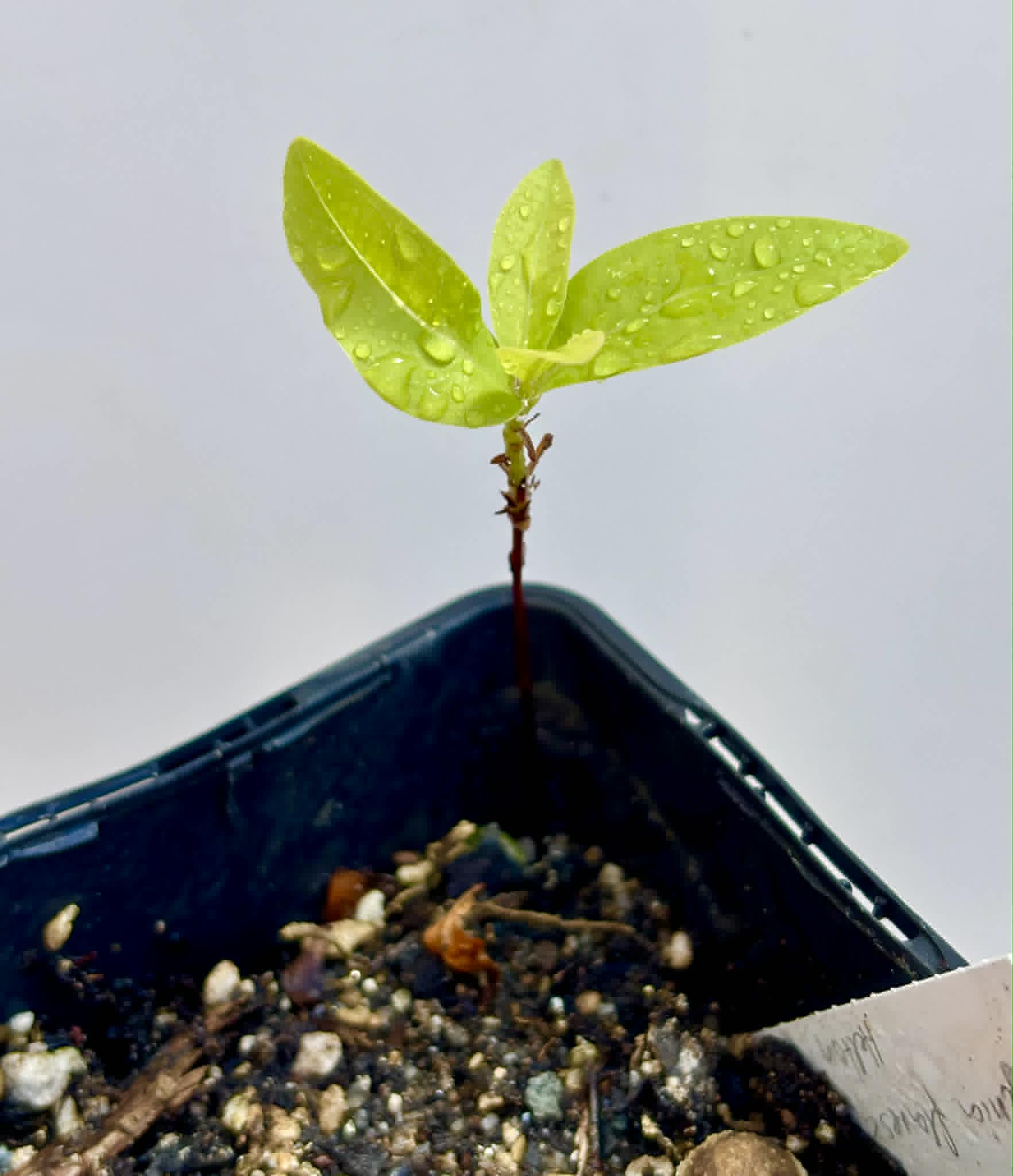 Cagaita-anã (Eugenia flavescens) - 1 potted seedling / 1 getopfter Sämling