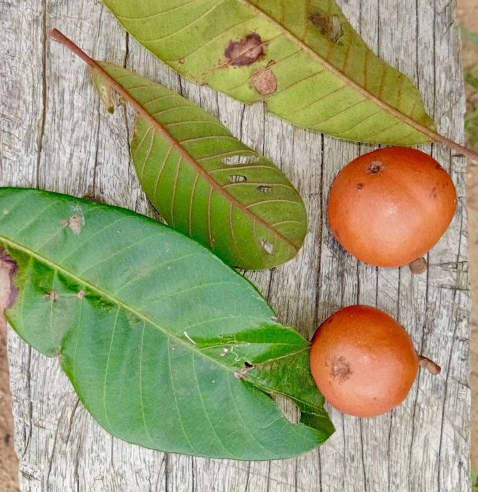 Pouteria sp Alaranjada - 1 fresh seed / 1 frischer Samen
