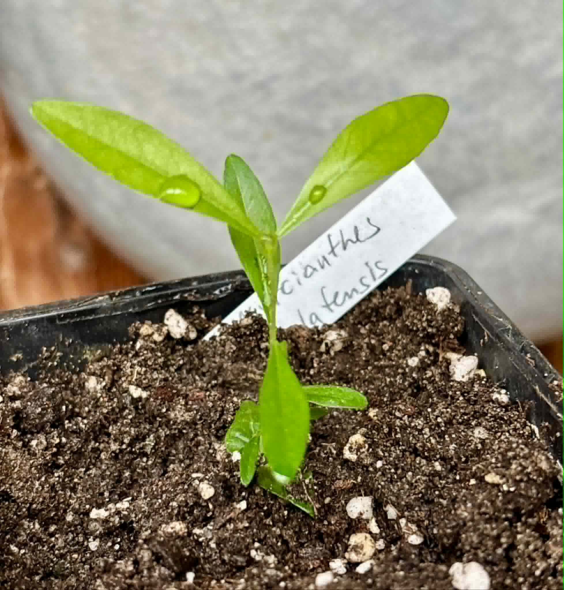 Guayabo Colorado (Myrcianthes cisplatensis) - 1 potted seedling / 1 getopfter Sämling