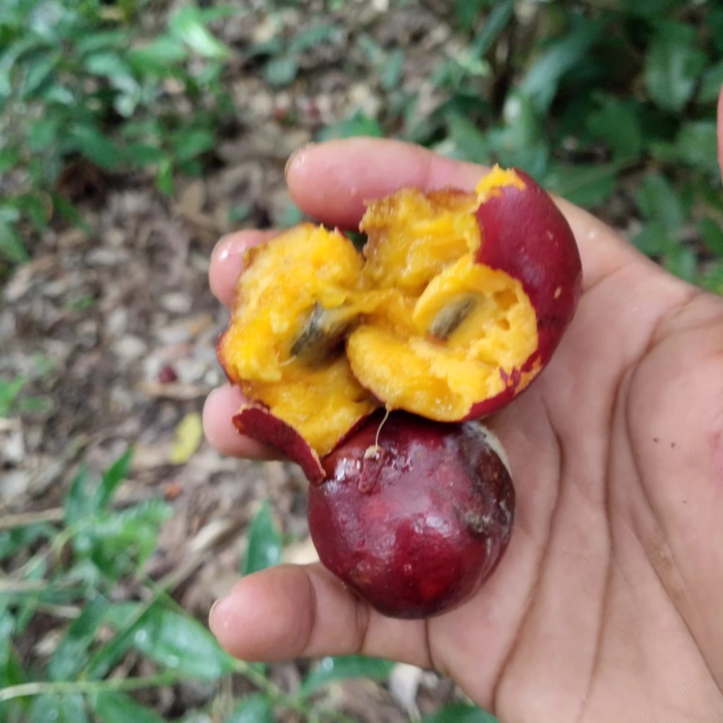 Envira caju (Onychopetalum periquino) -  1 fresh seed / 1 frischer Samen