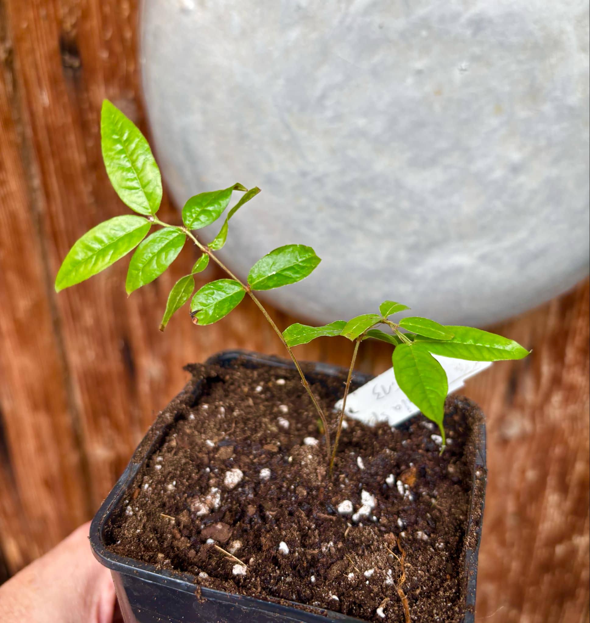 Jaboticaba - Plinia sp T13 - Phitrantha Pink Rosa x unknown Plinia - 1 small potted plant / 1 kleine getopfte Pflanze 