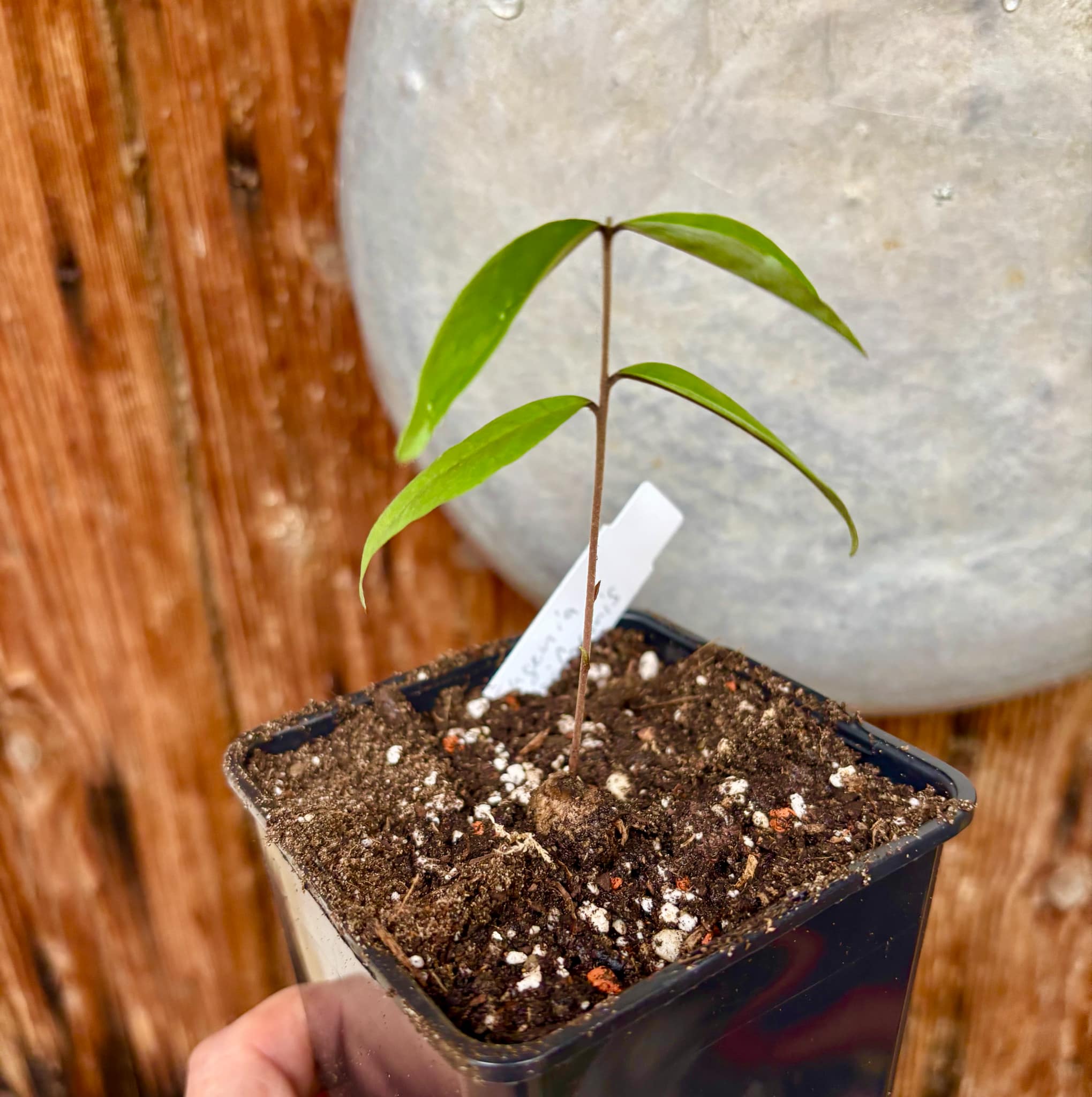Eugenia pisiformis - Uvaia vermelha da mata - 1 potted seedling / 1  getopfter Sämling