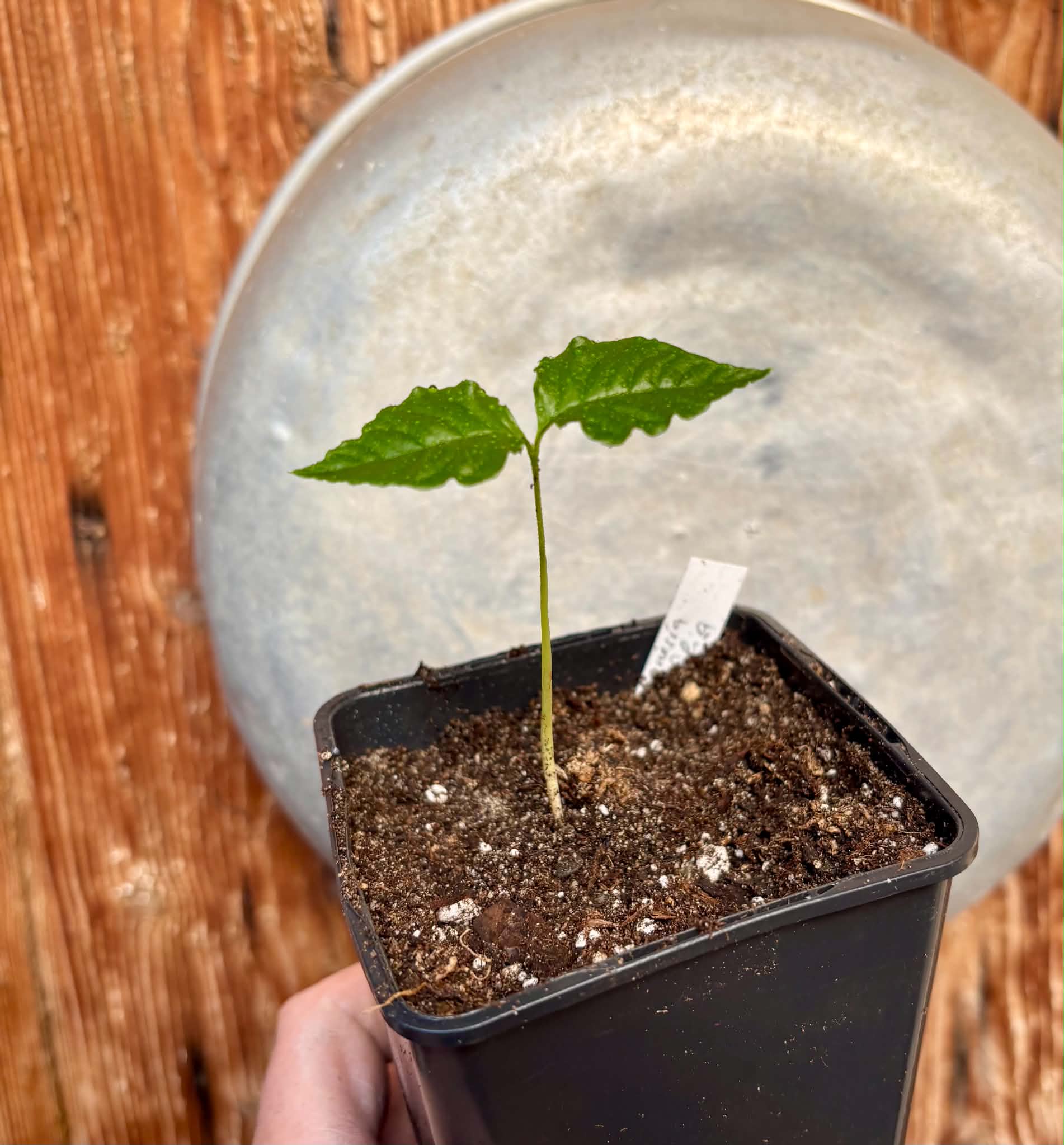 Guabiroba folha de maçã (Campomanesia malifolia) -  1 potted seedling / 1 getopfter Sämling